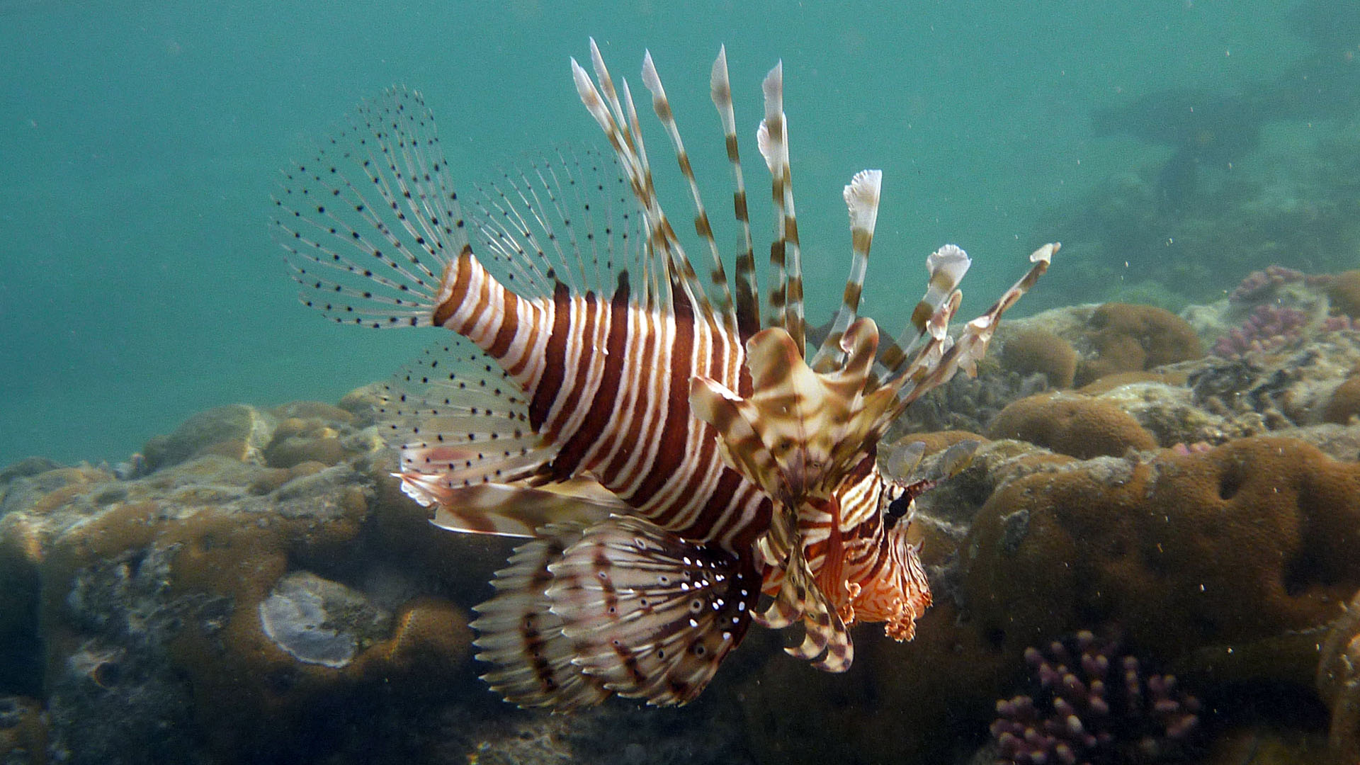 Indischer Rotfeuerfisch - Pterois miles