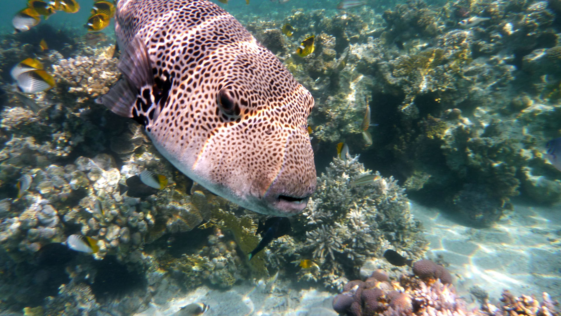 Riesenkugelfisch - Arothron stellatus