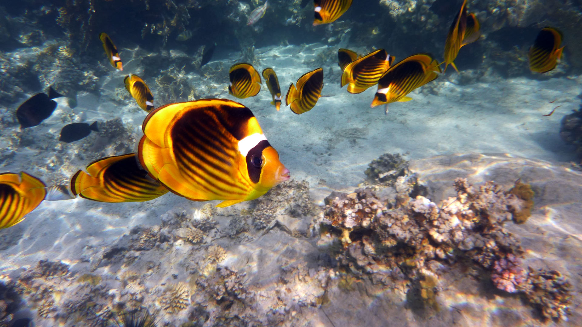 Tabak-Falterfisch - Chaetodon fasciatus