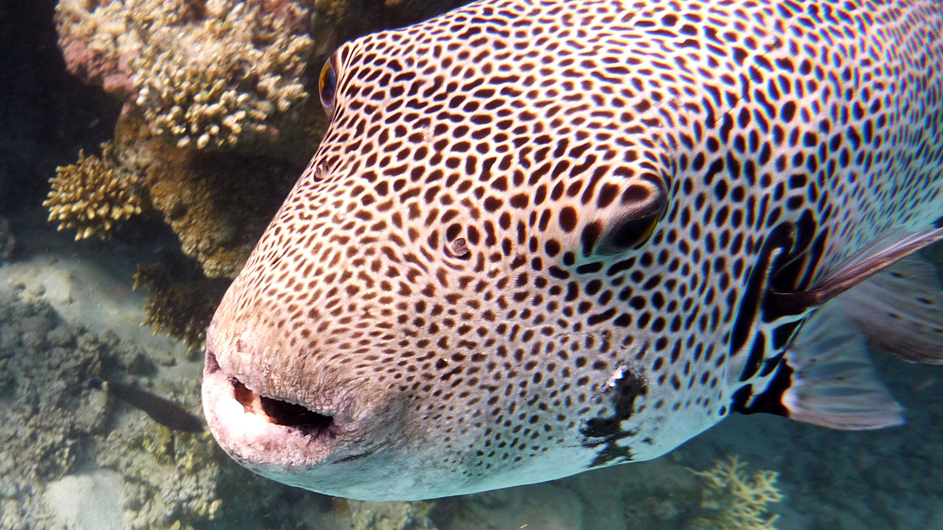 Riesenkugelfisch - Arothron stellatus