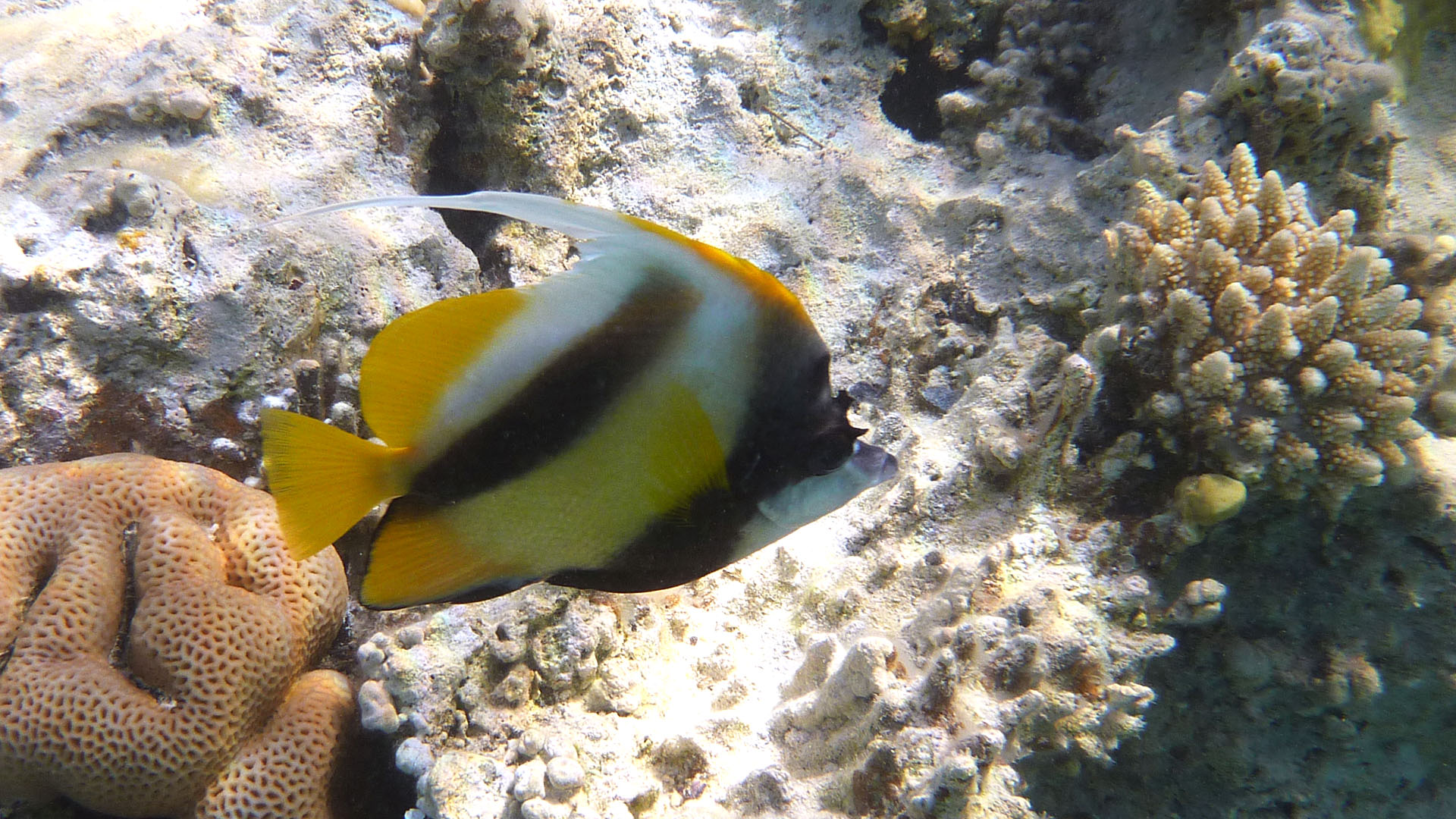 Rotmeer-Wimpelfisch - Heniochus intermedius