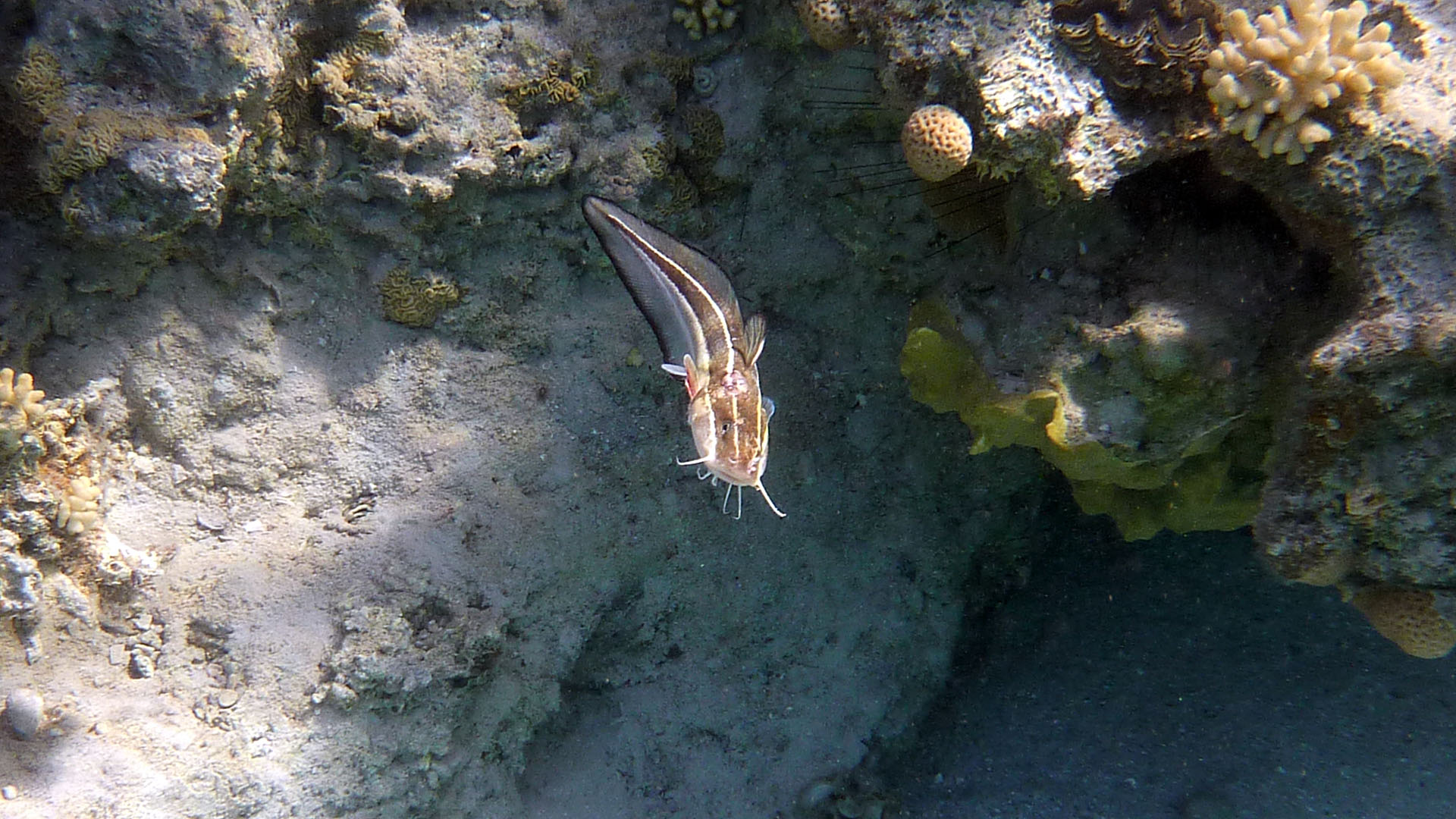 Gestreifter Korallenwels - Plotosus lineatus