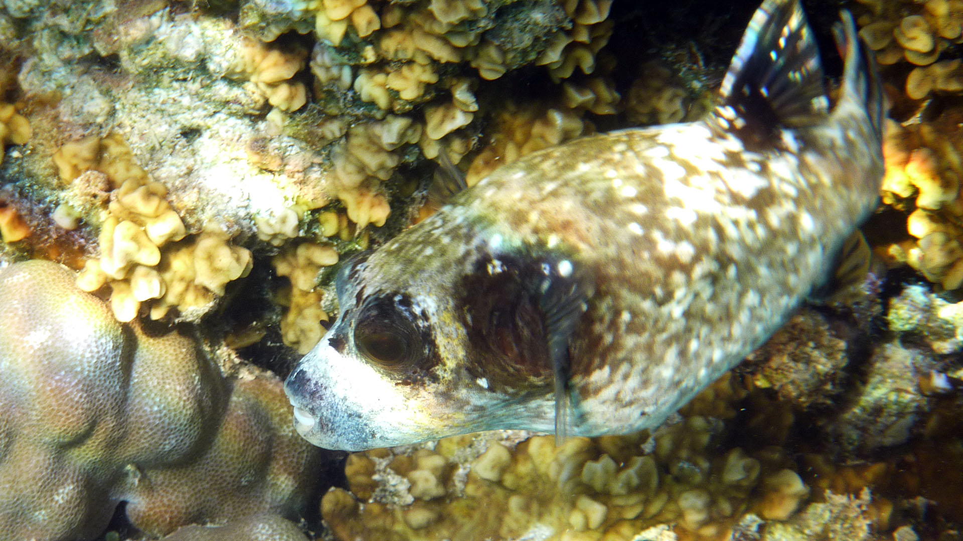 Masken-Kugelfisch - Arothron diadematus