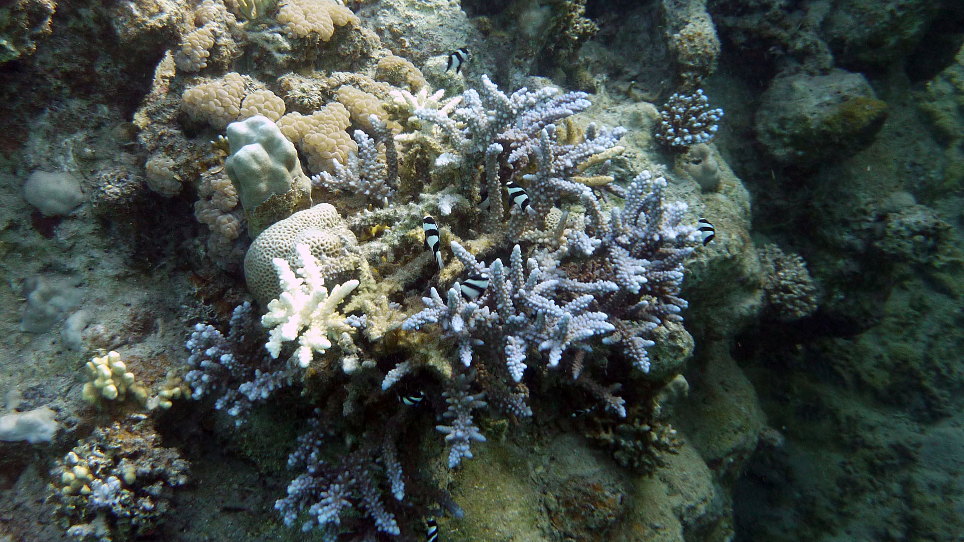 Dreibinden-Preußenfisch - Dascyllus aruanus