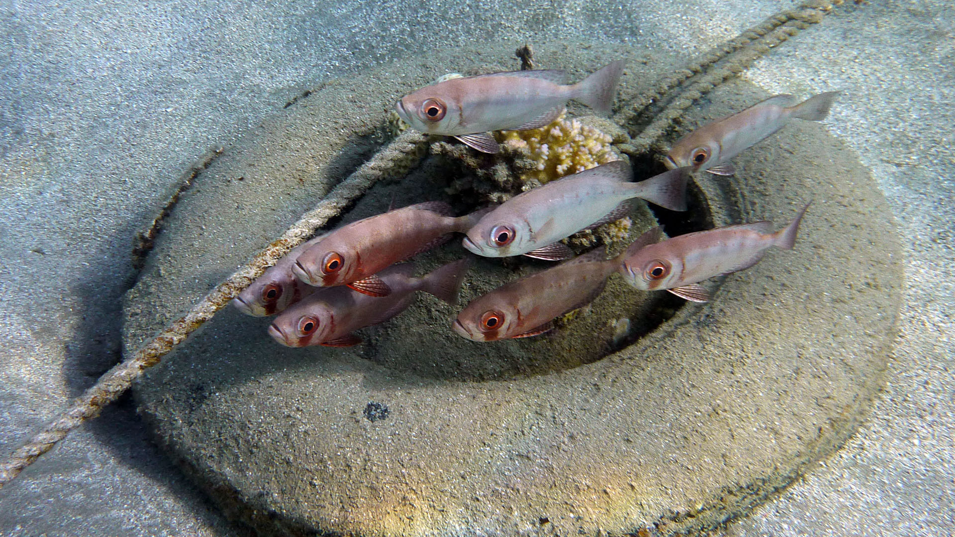 Weißsaum-Soldatenfisch - Myripristis murdjan