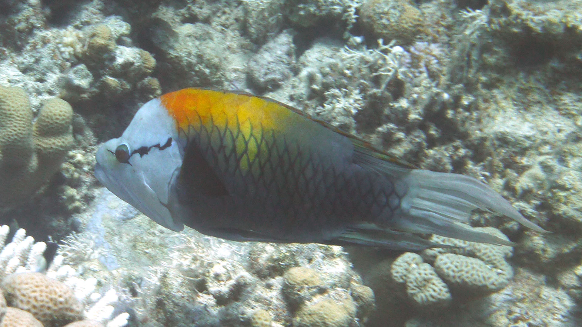 Stülpmaul-Lippfisch - Epibulus insidiator