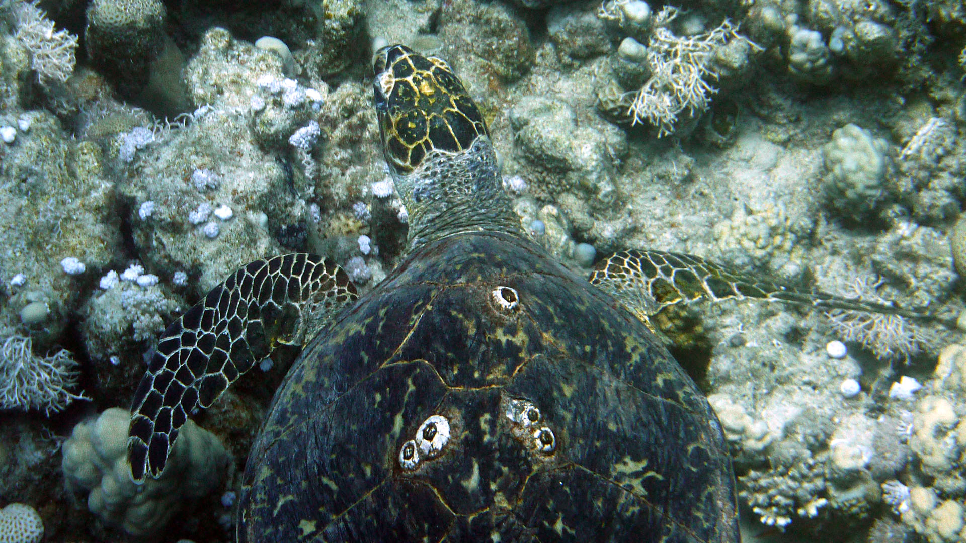 Echte Karettschildkröte - Eretmochelys imbricata