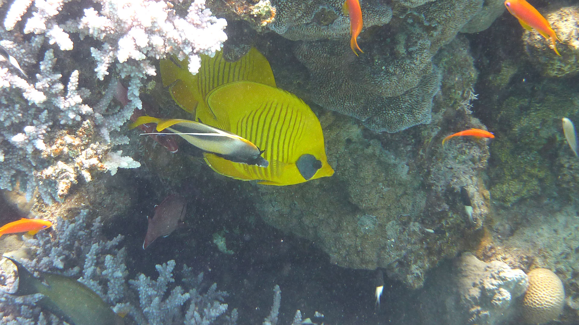 Masken-Falterfisch - Chaetodon semilarvatus