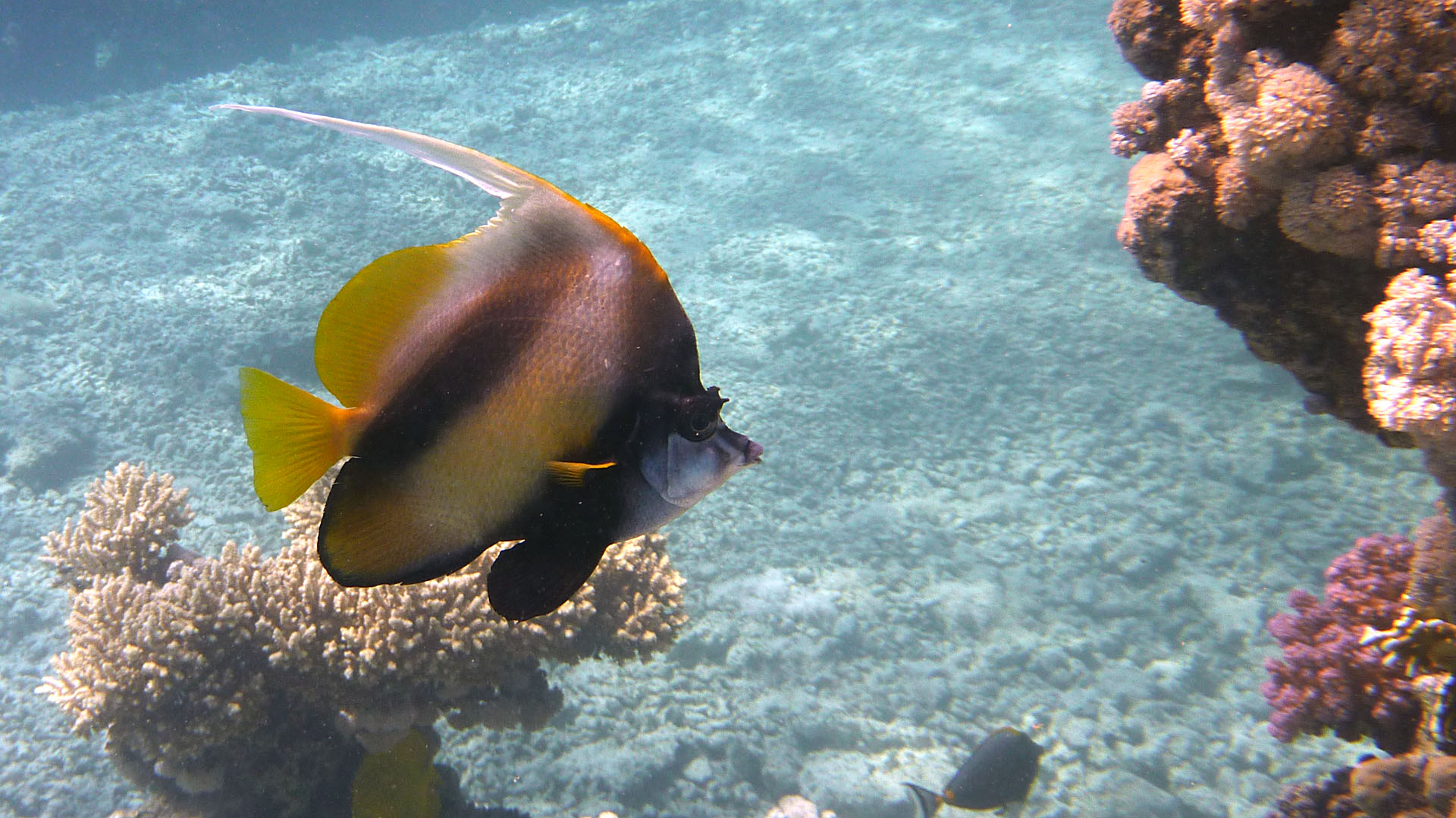 Rotmeer-Wimpelfisch - Heniochus intermedius