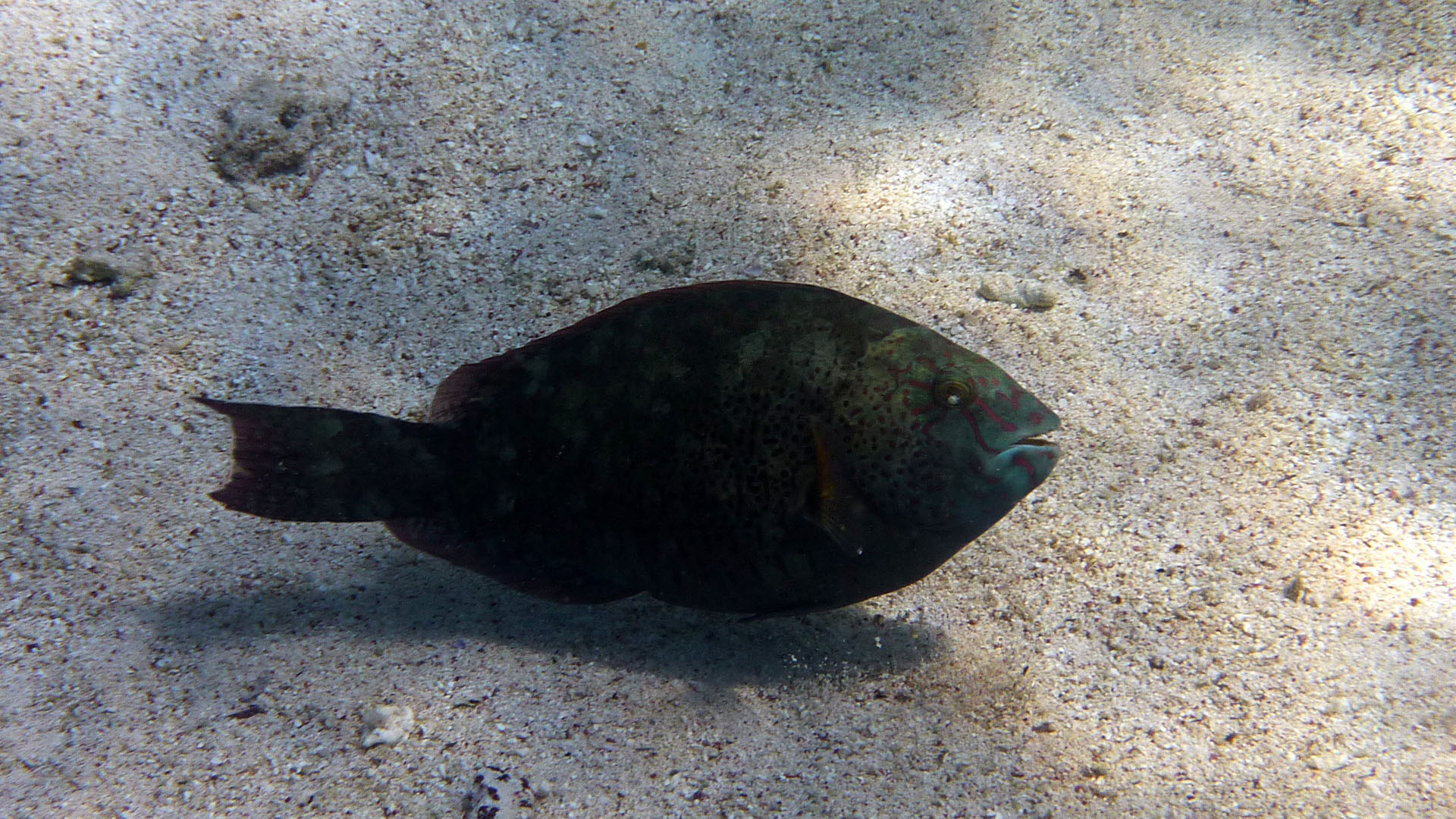 Blattgrüner Papageifisch - Calotomus viridescens