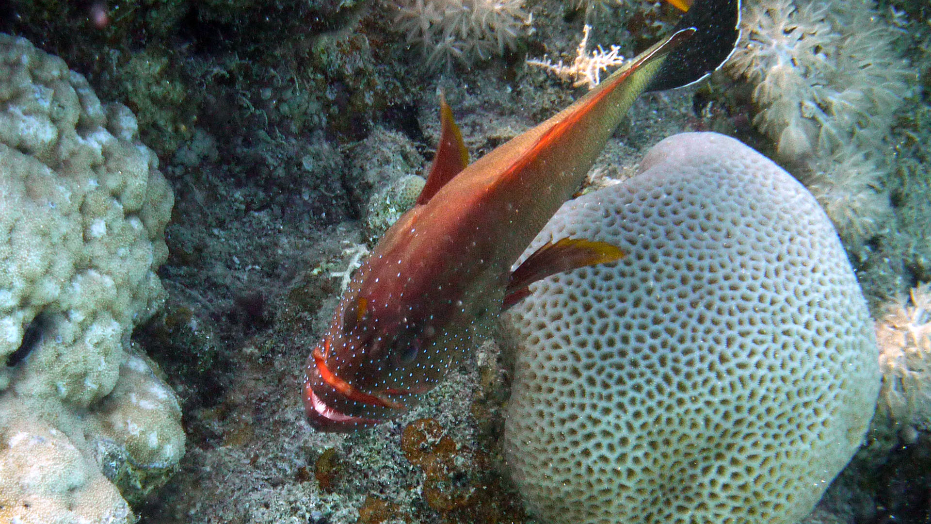 Rotmeer-Zackenbarsch - Cephalopholis hemistiktos