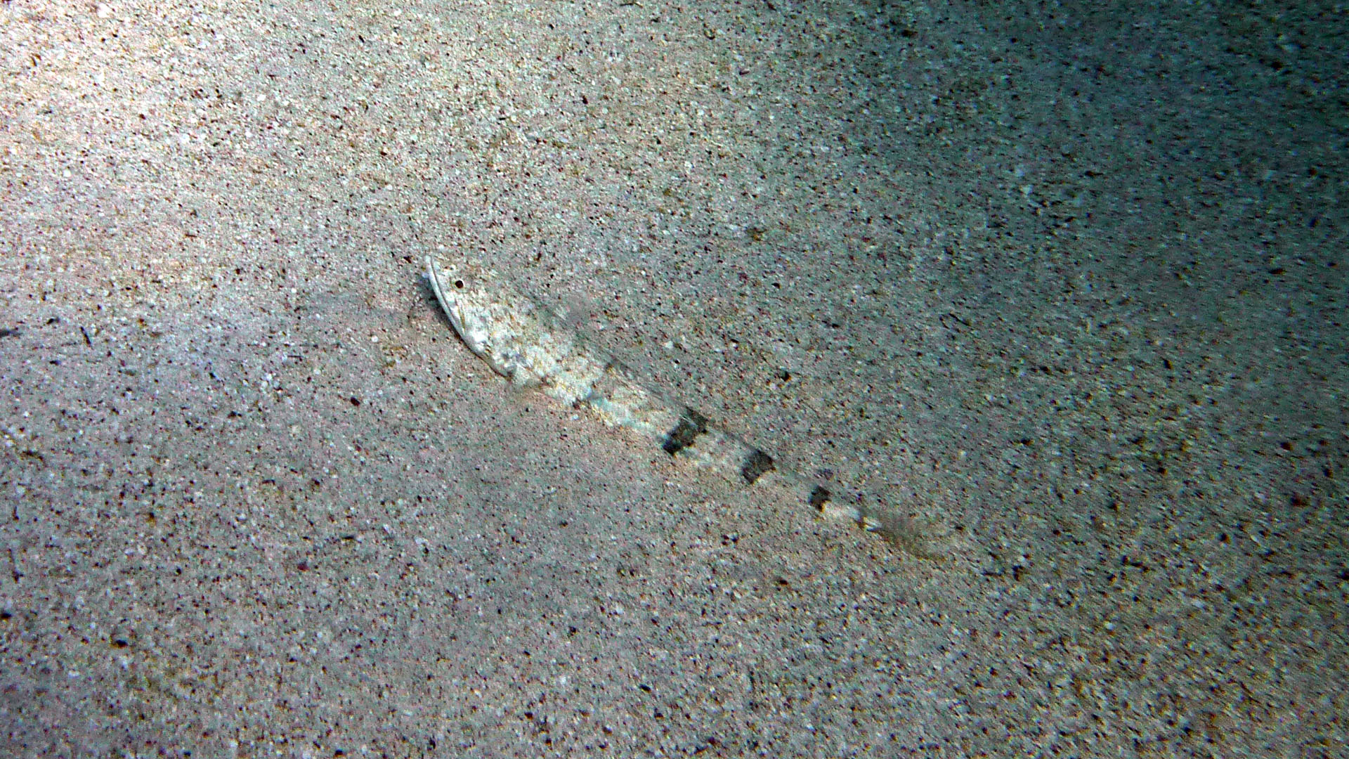 Marmorierter Eidechsenfisch - Saurida gracilis