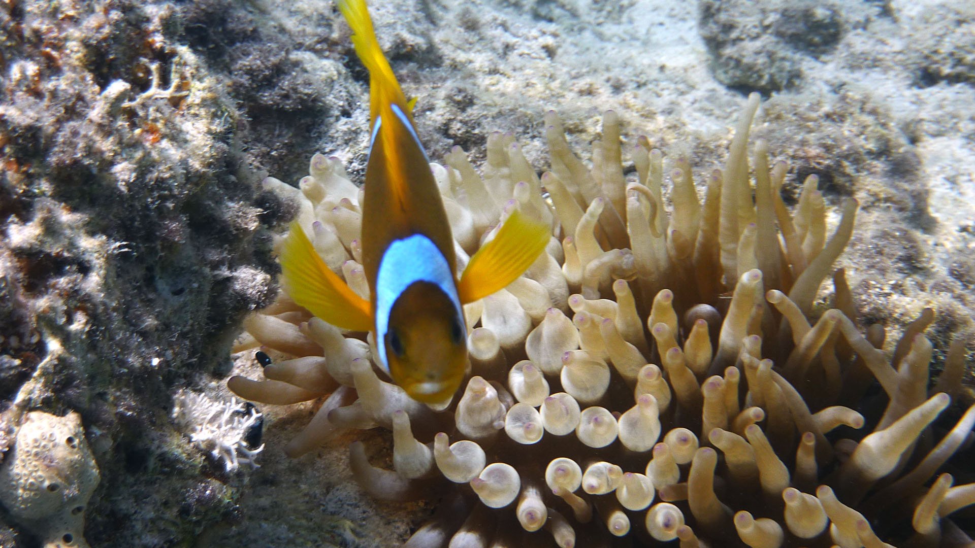 Rotmeer-Anemonenfisch - Amphiprion bicinctus