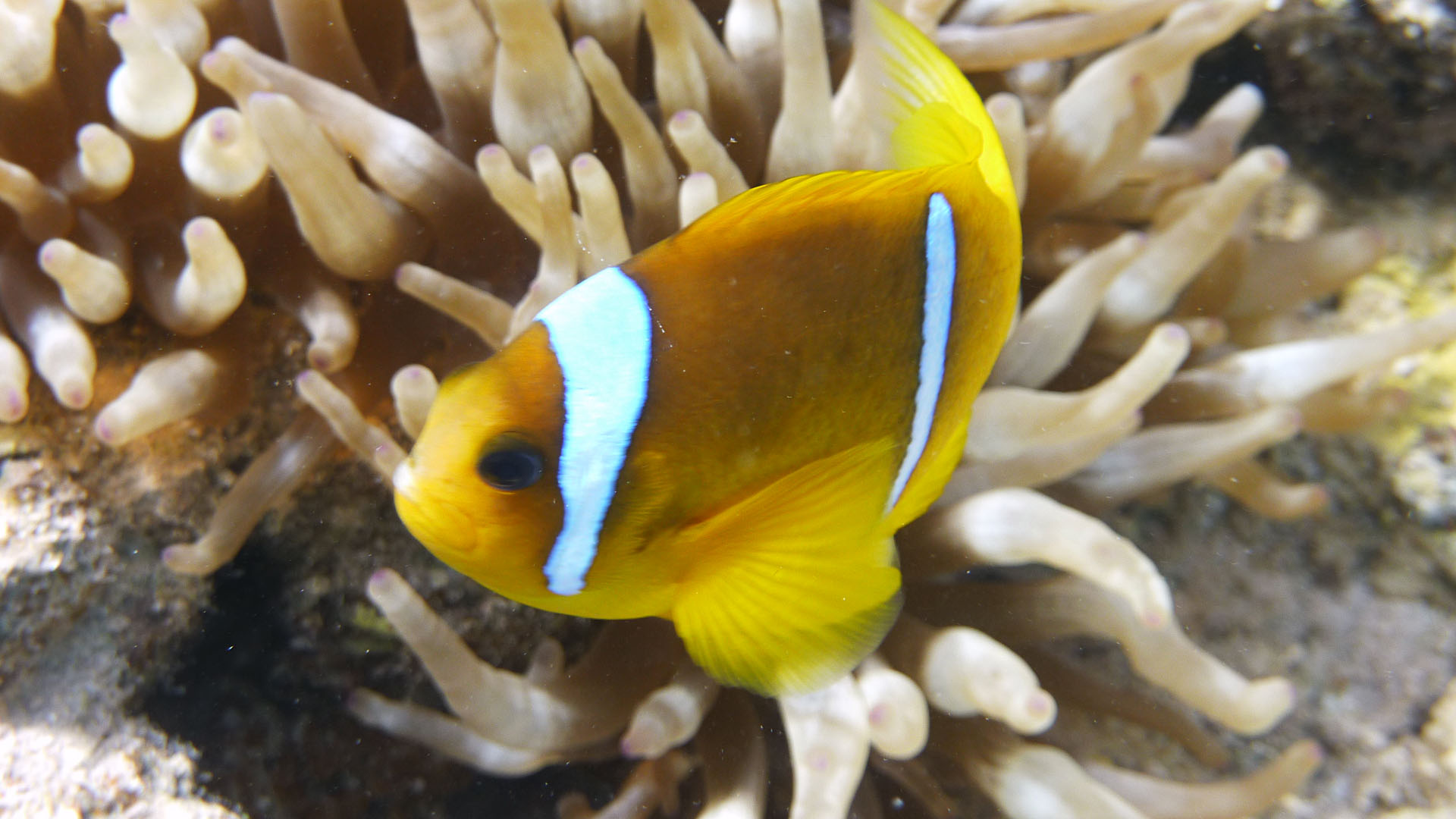 Rotmeer-Anemonenfisch - Amphiprion bicinctus