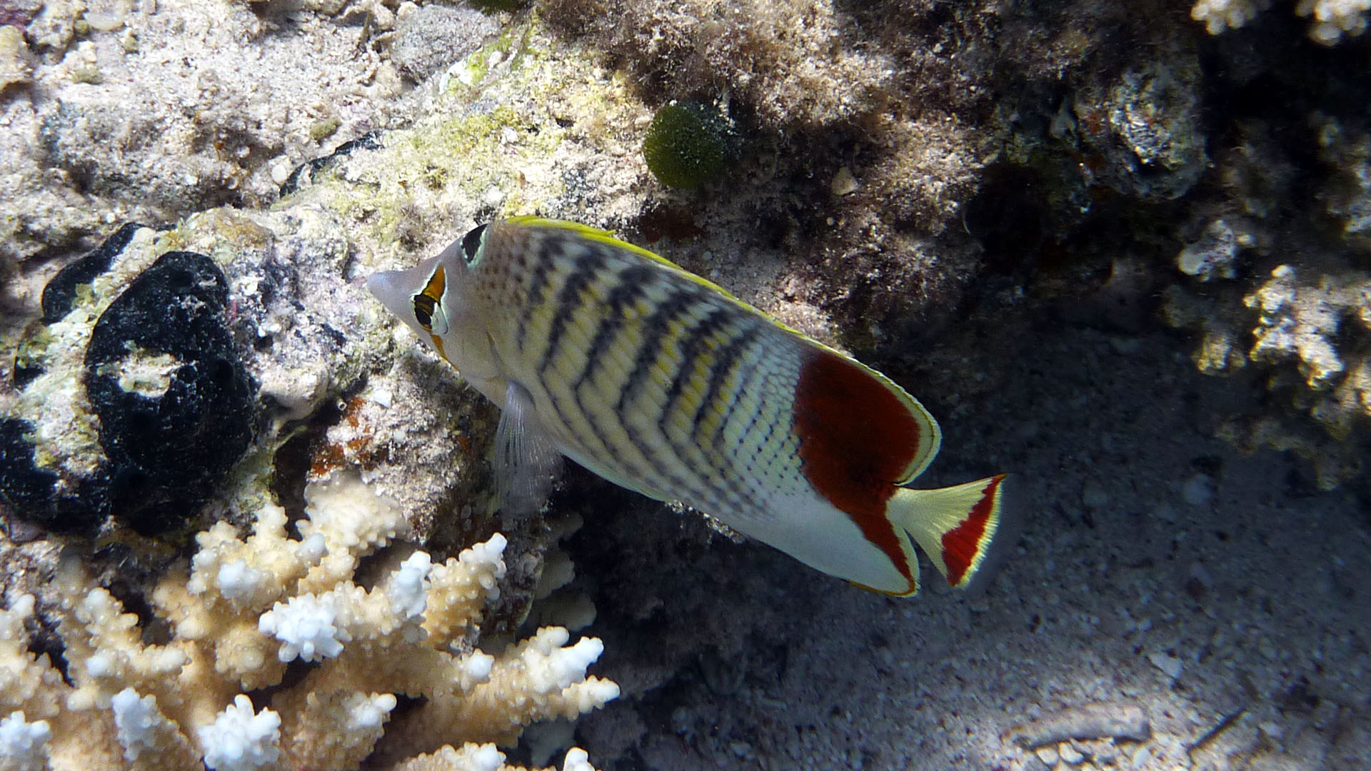 Rotmeer Winkel-Falterfisch - Chaetodon paucifasciatus