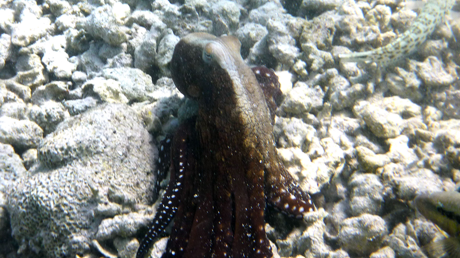 Roter Krake - Octopus cyaneus