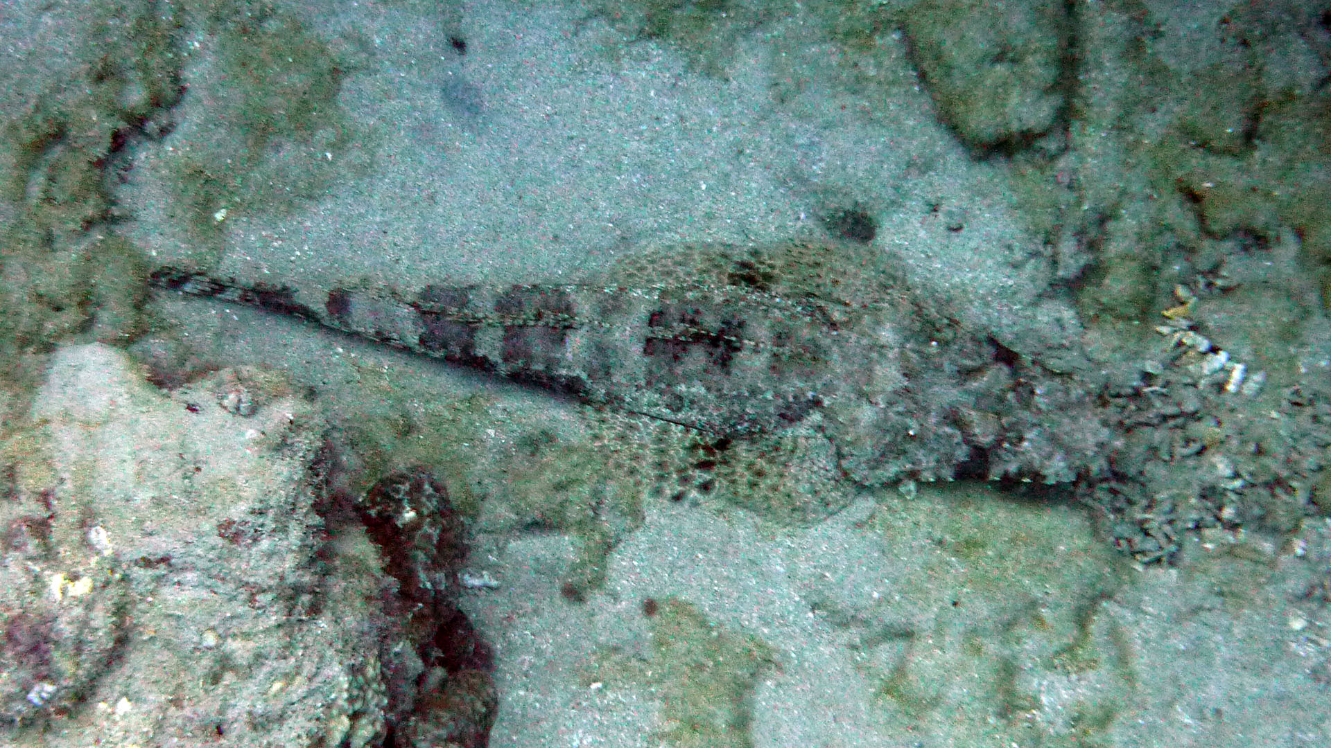 Teppich-Krokodilfisch - Papilloculiceps longiceps