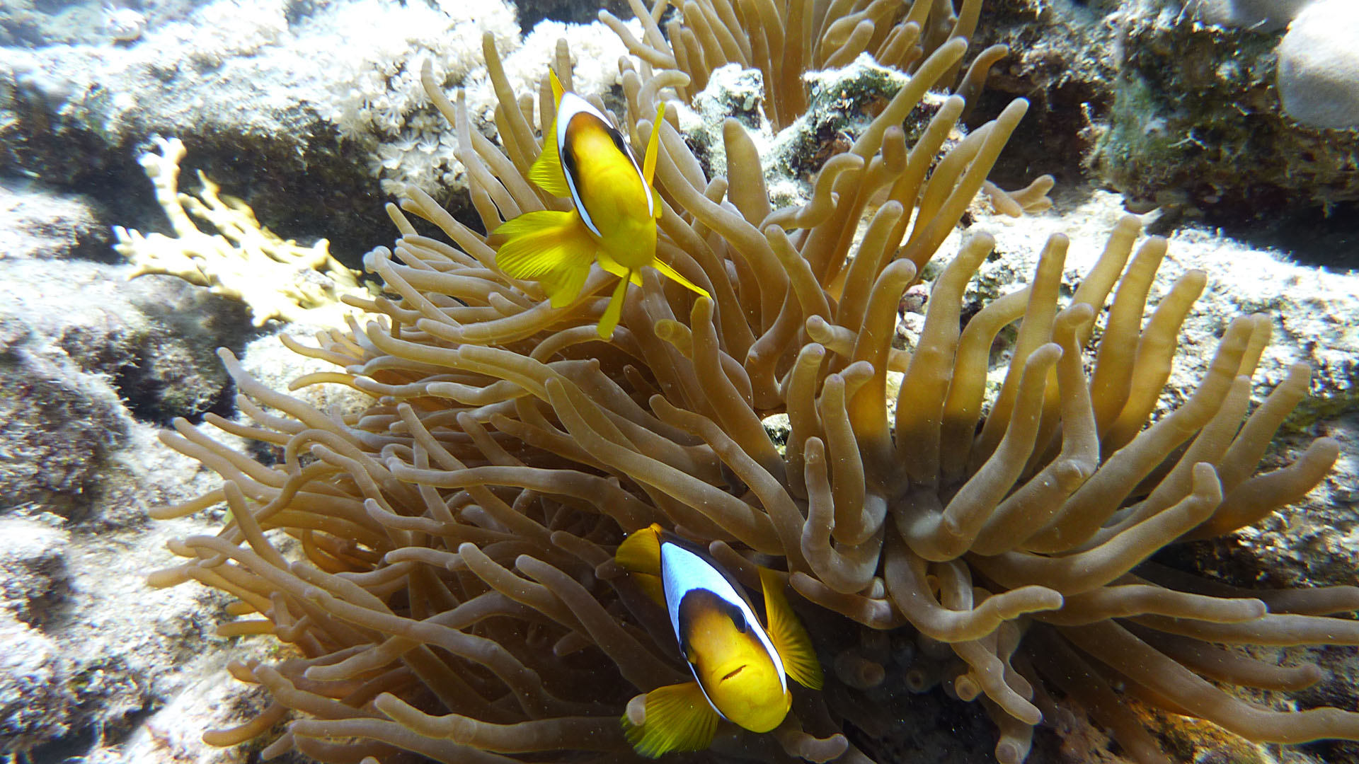 Rotmeer-Anemonenfisch - Amphiprion bicinctus