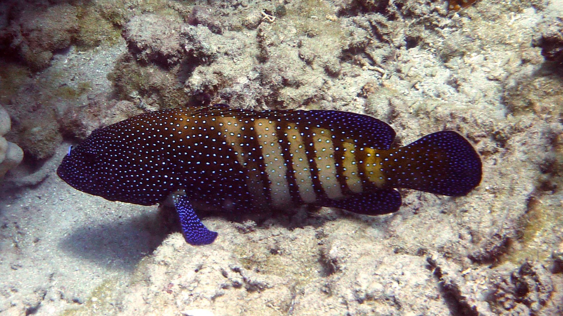 Pfauen-Zackenbarsch - Cephanlopholis argus