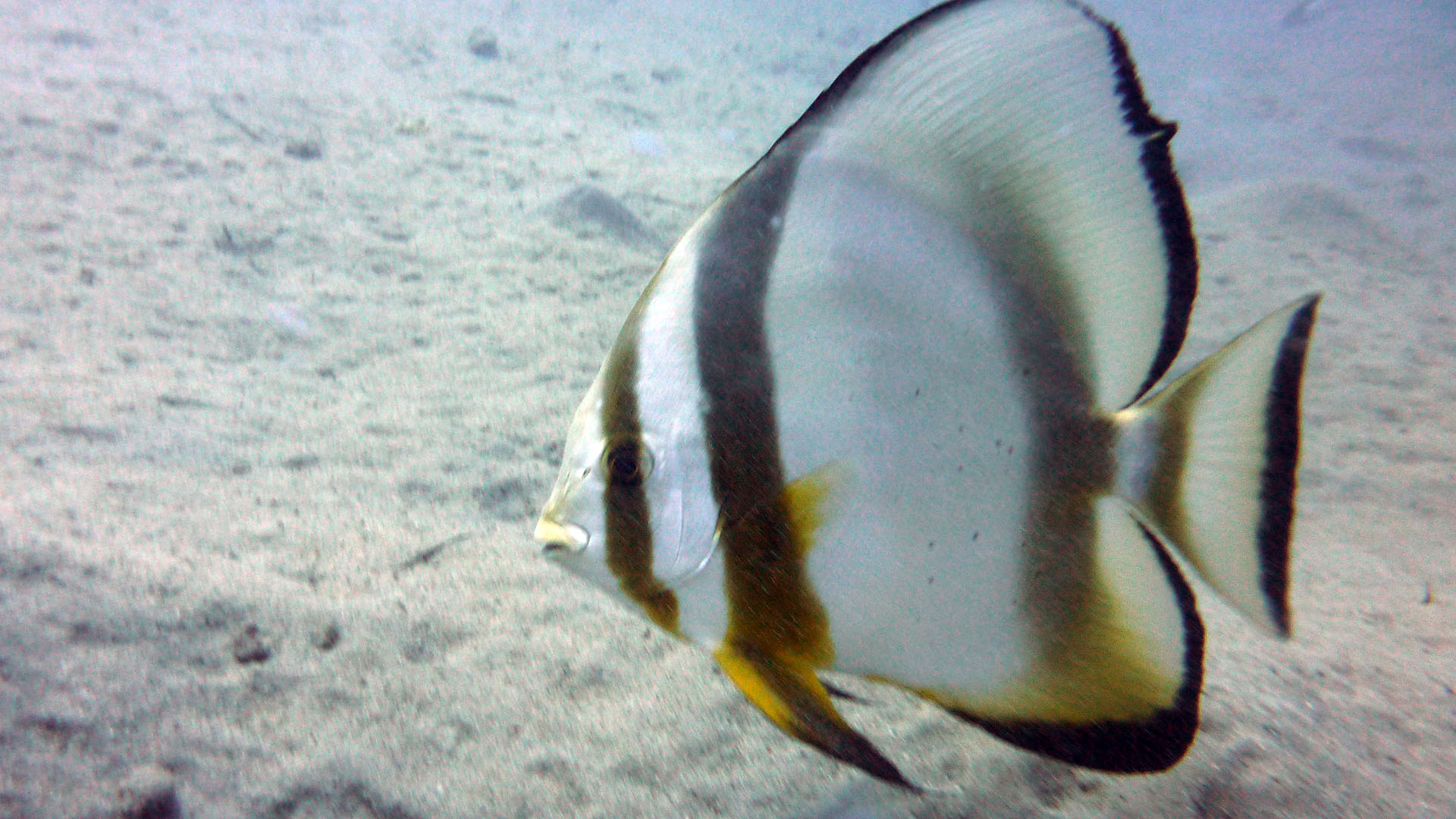 Rundkopf-Fledermausfisch - Platax orbicularis