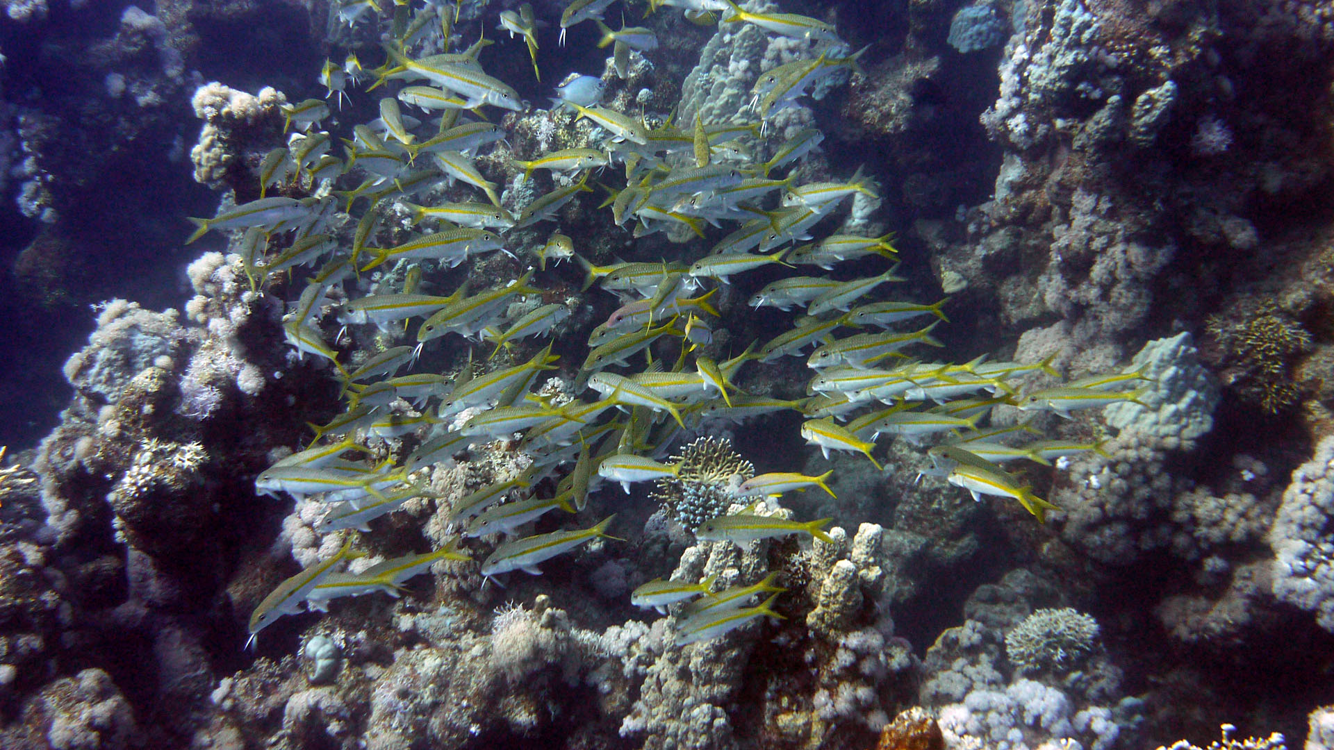 Gelbflossen-Barbe - Mulloidichthys vanicolensis