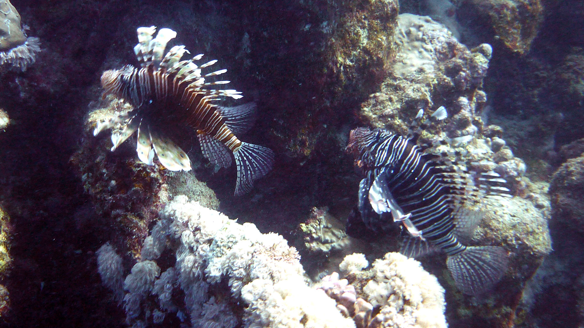 Indischer Rotfeuerfisch - Pterois miles