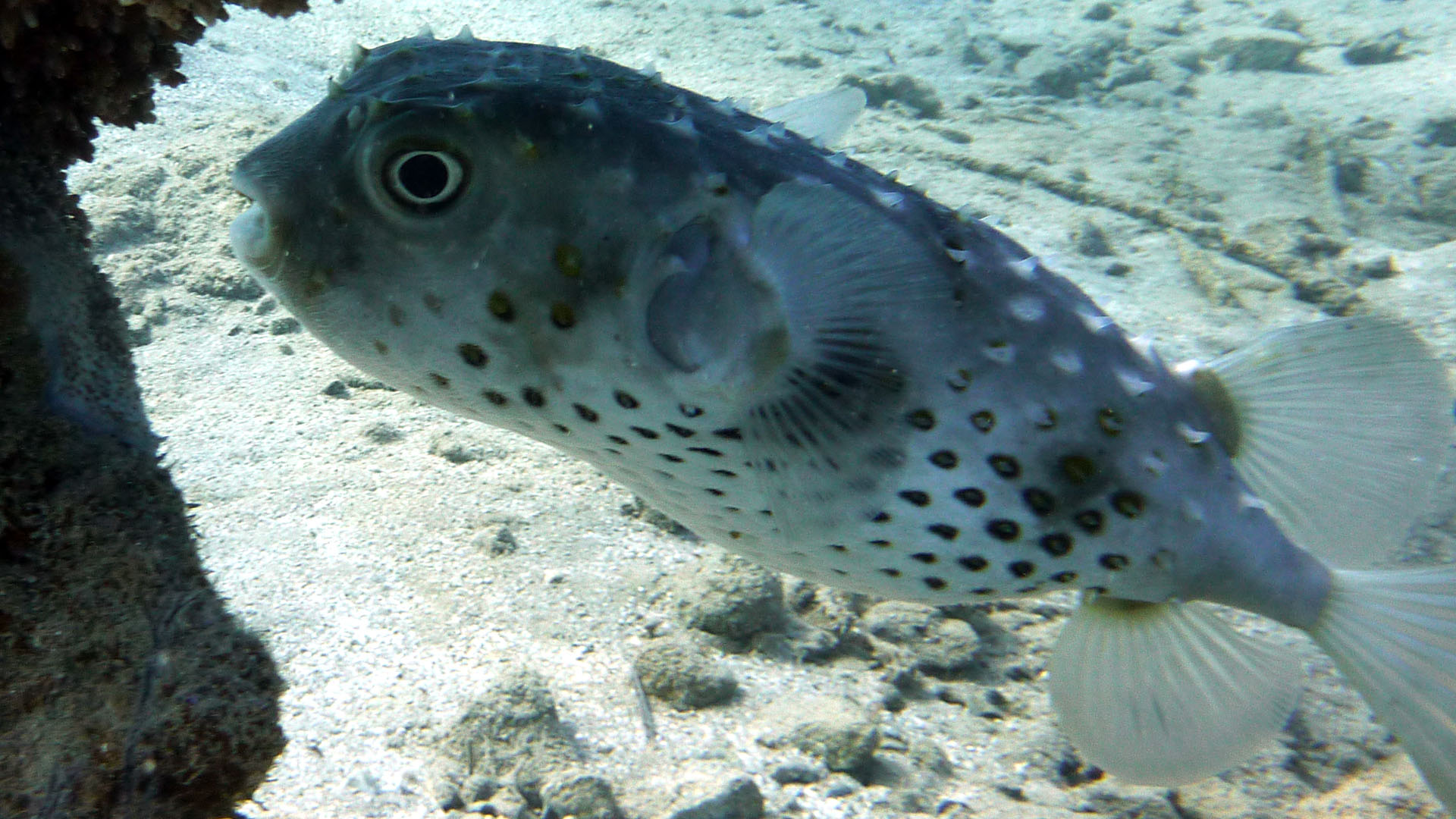 Gelbflecken-Igelfisch - Cyclichthys spilostylus