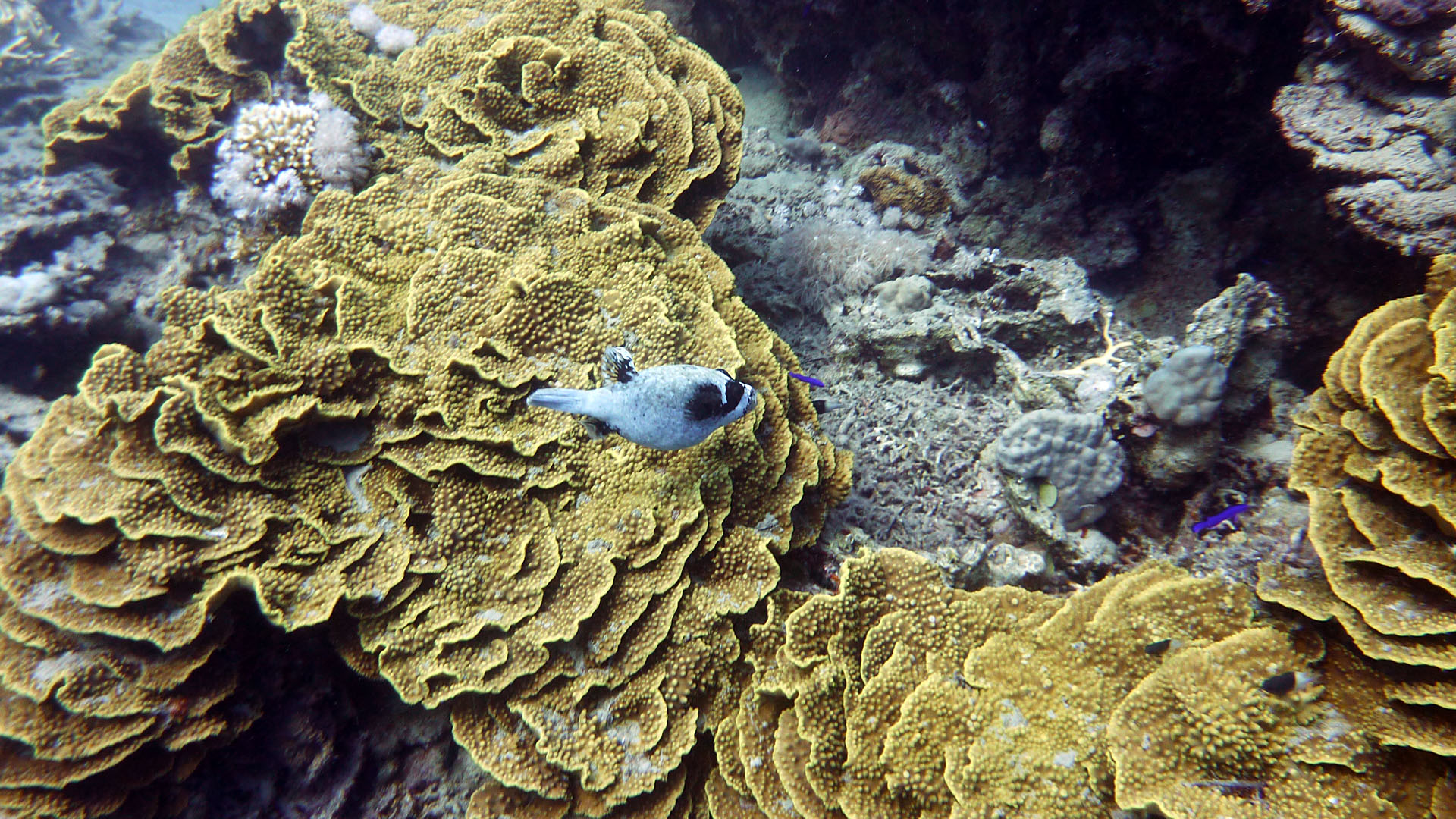 Masken-Kugelfisch - Arothron diadematus