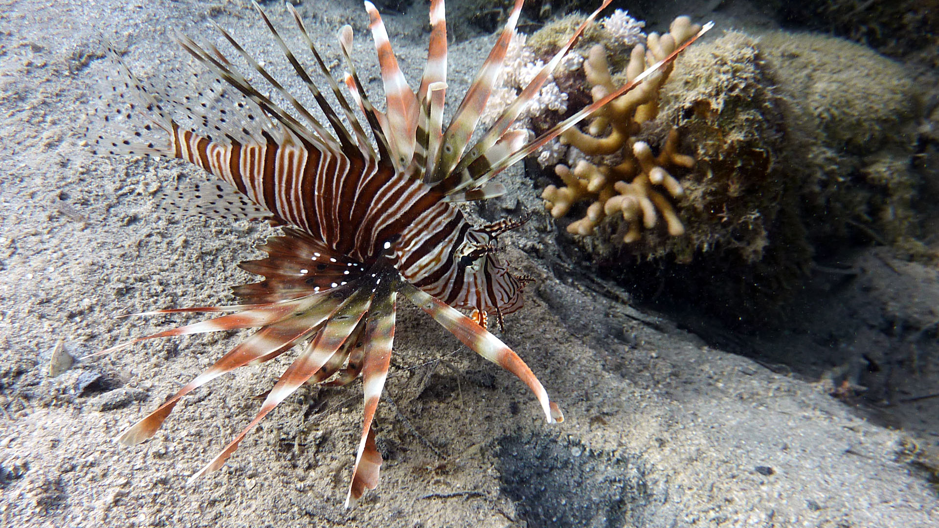 Indischer Rotfeuerfisch - Pterois miles