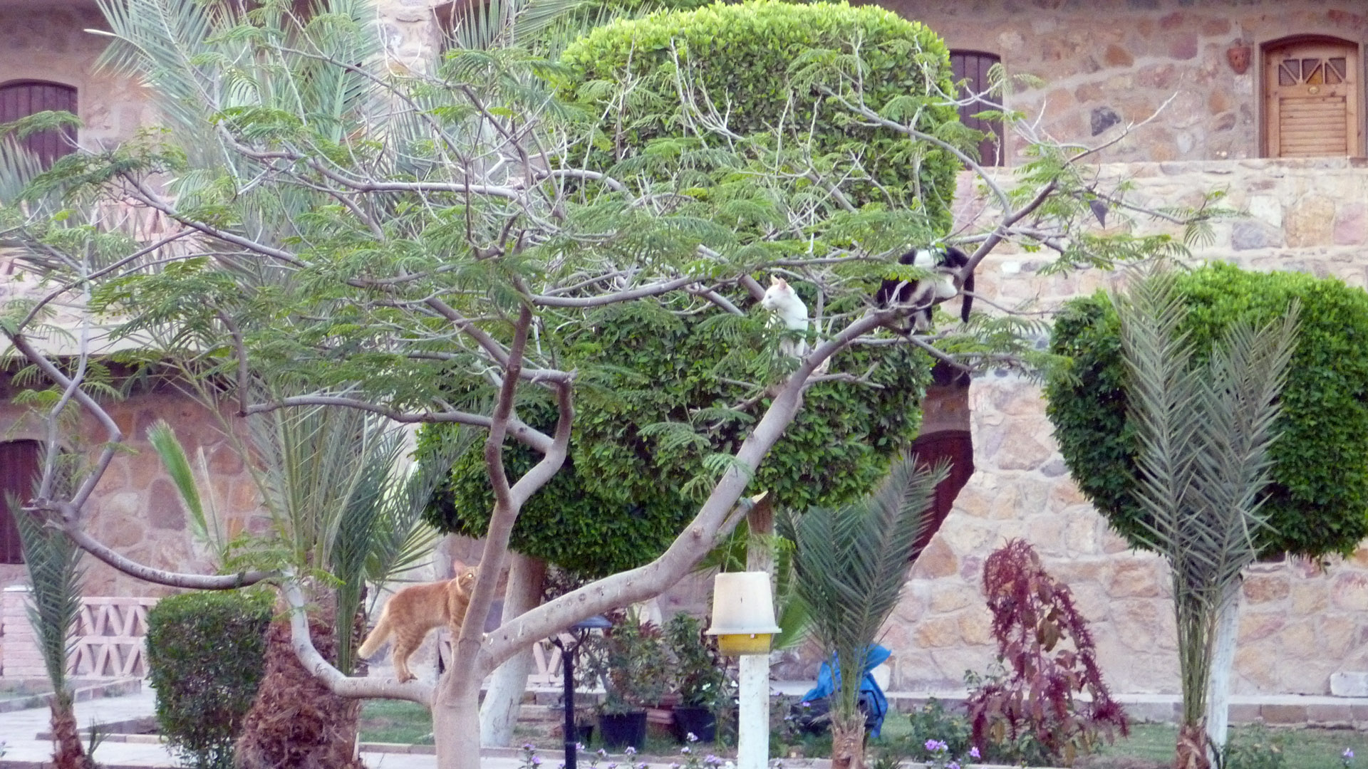 Katzenbaum (?) im Hotel