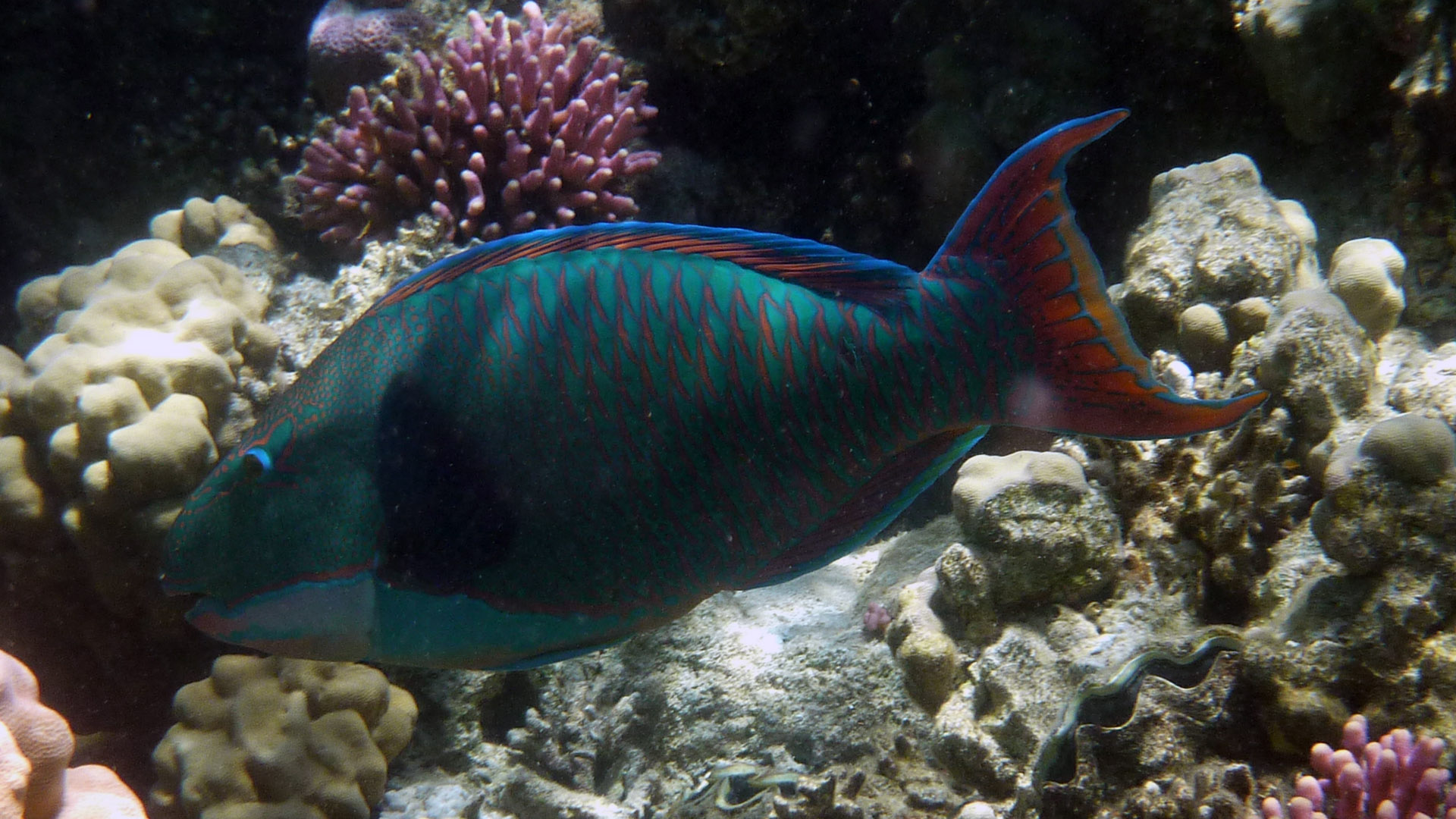 Masken-Papageifisch - Bicolour Parrotfish - Cetoscarus bicolor