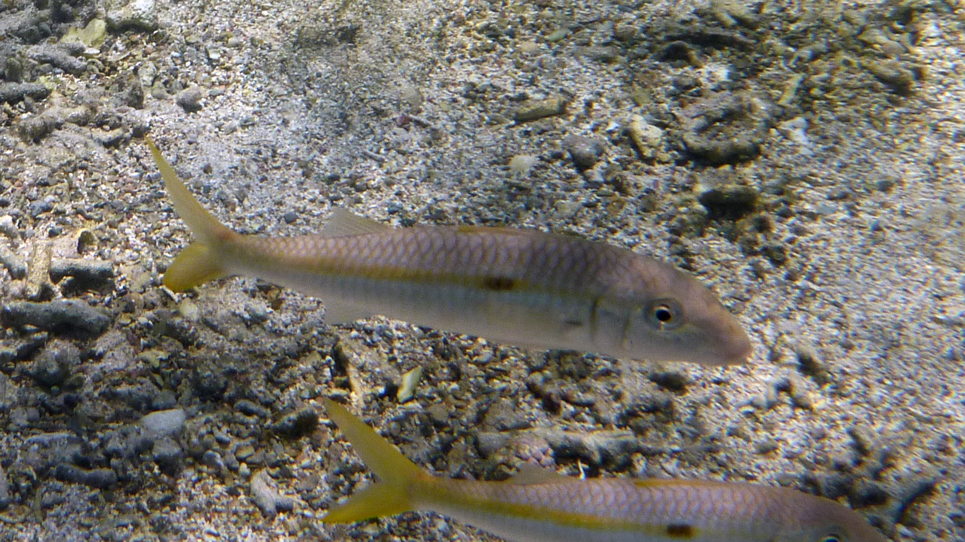 Seitenfleck-Barbe - Yellowstripe Goatfish - Mulloides flavolineatus