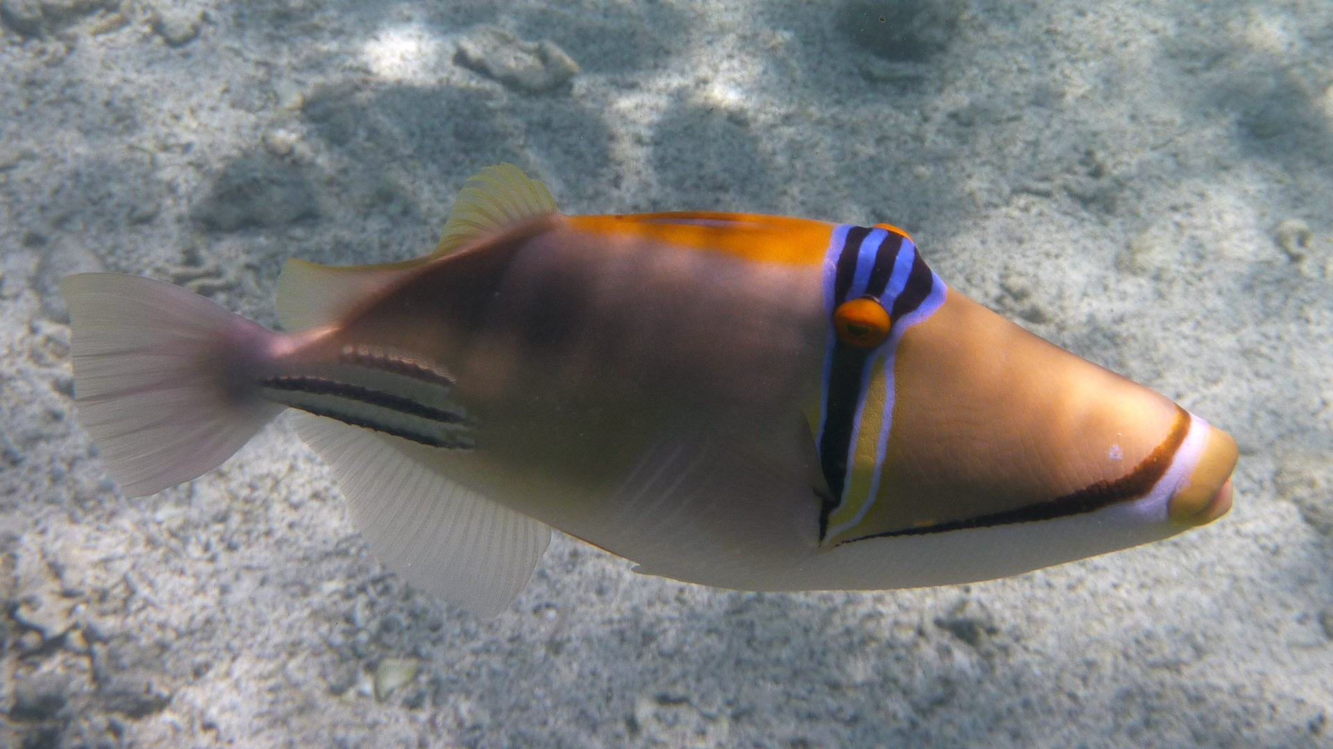 Arabischer Picassodrücker - Arabian Picasso Triggerfish - Rhinecanthus assasi