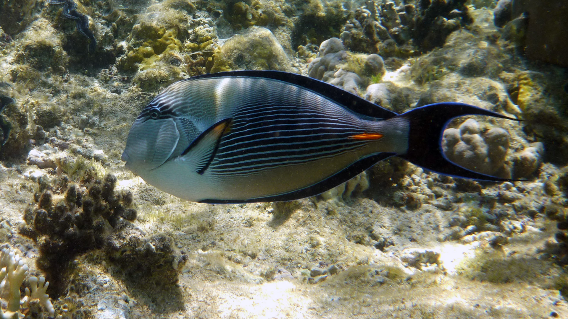 Arabischer Doktorfisch - Arabian Surgeonfish - Acanthurus sohal