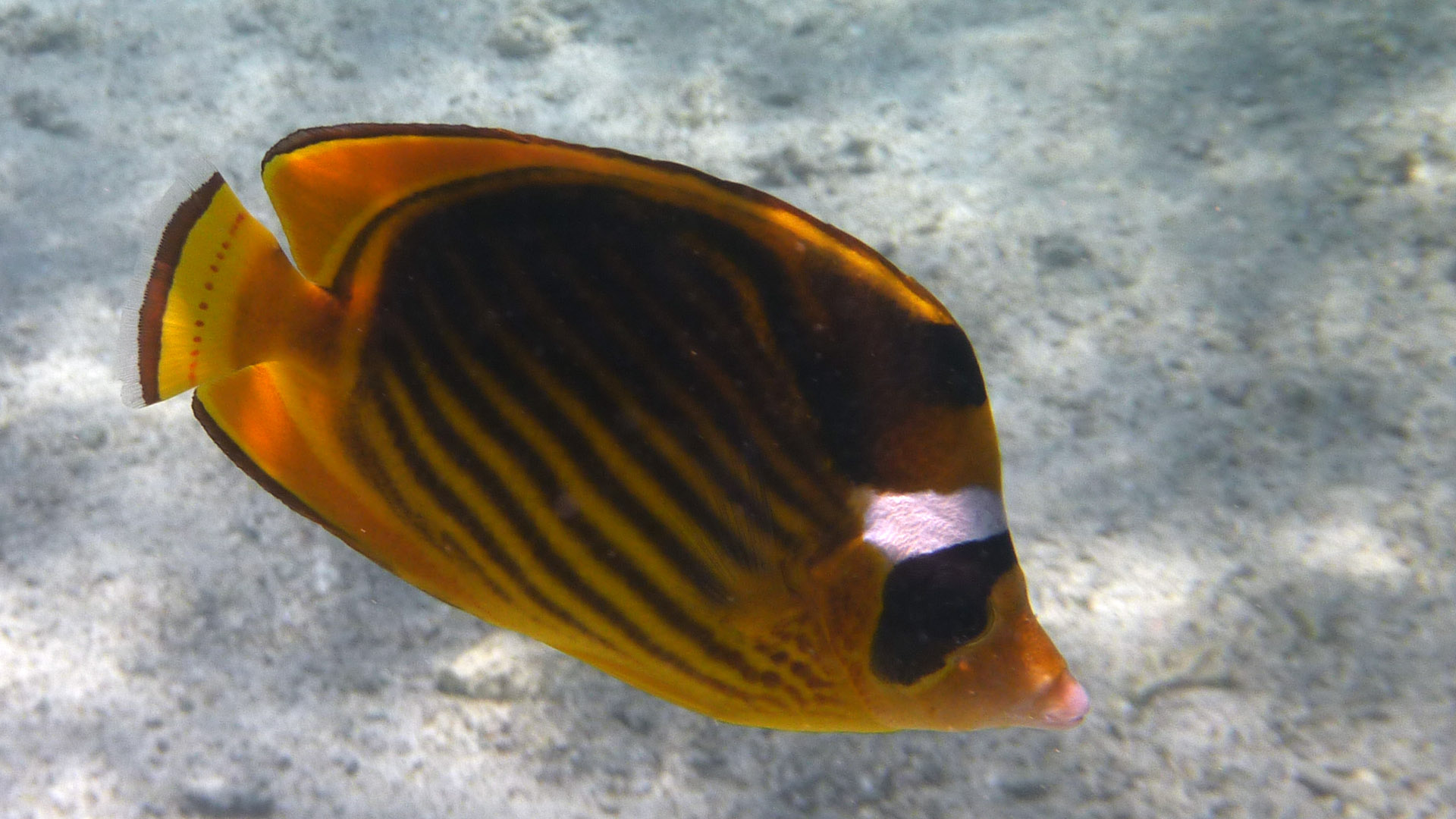 Tabak-Falterfisch - Striped Butterflyfish - Chaetodon fasciatus