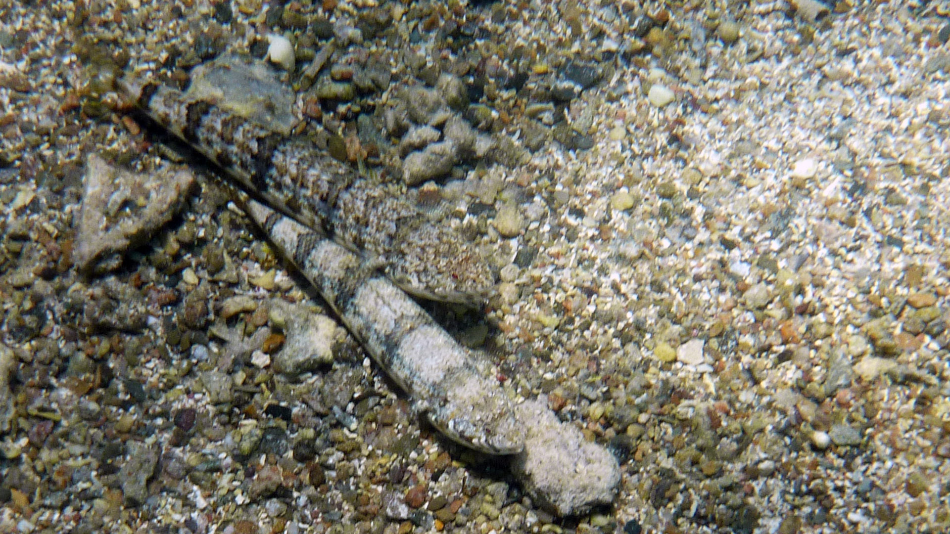 Augestreifen-Grundel - Eyebar goby - Gnatholepis cauerensis