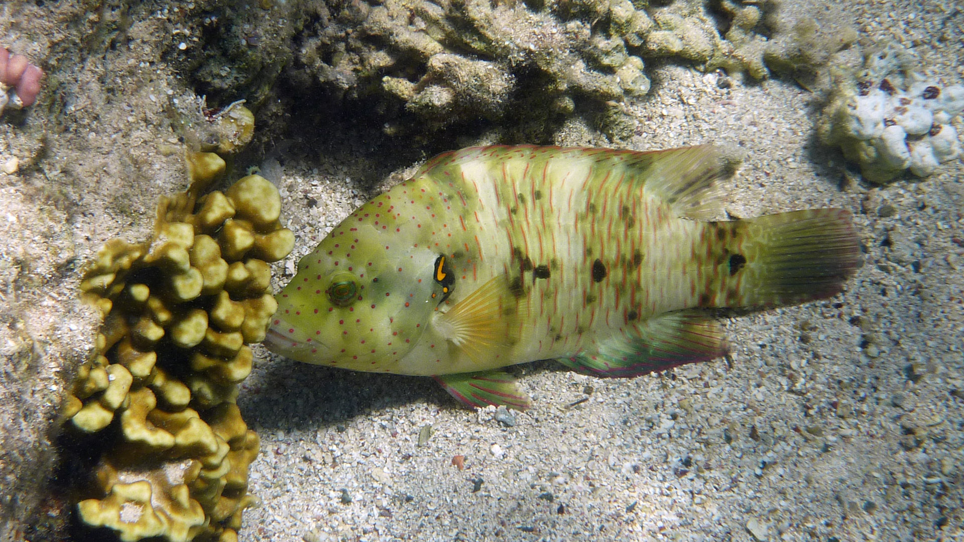 Besenschwanz-Prachtlippfisch - Broomtail wrasse - Cheilinus lunulatus