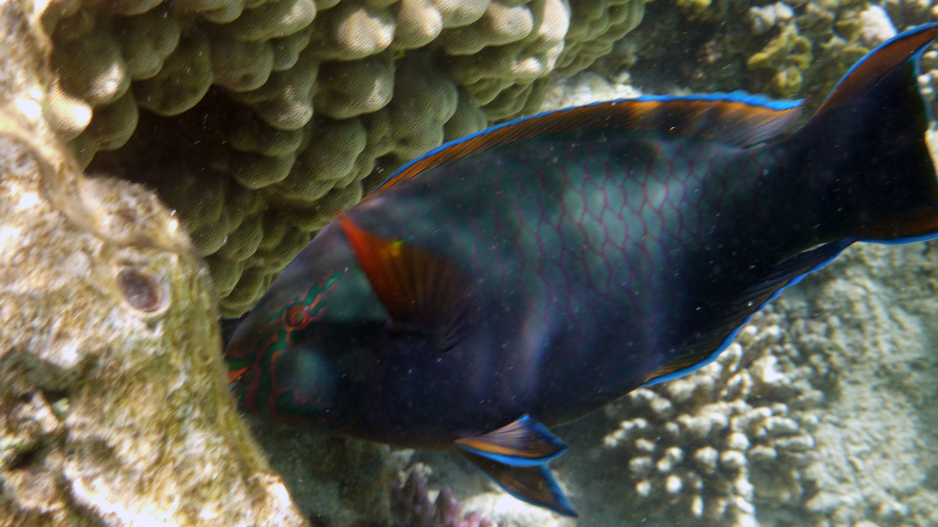 Schwarzer Papageifisch - Swarthy Parrotfish - Scarus niger