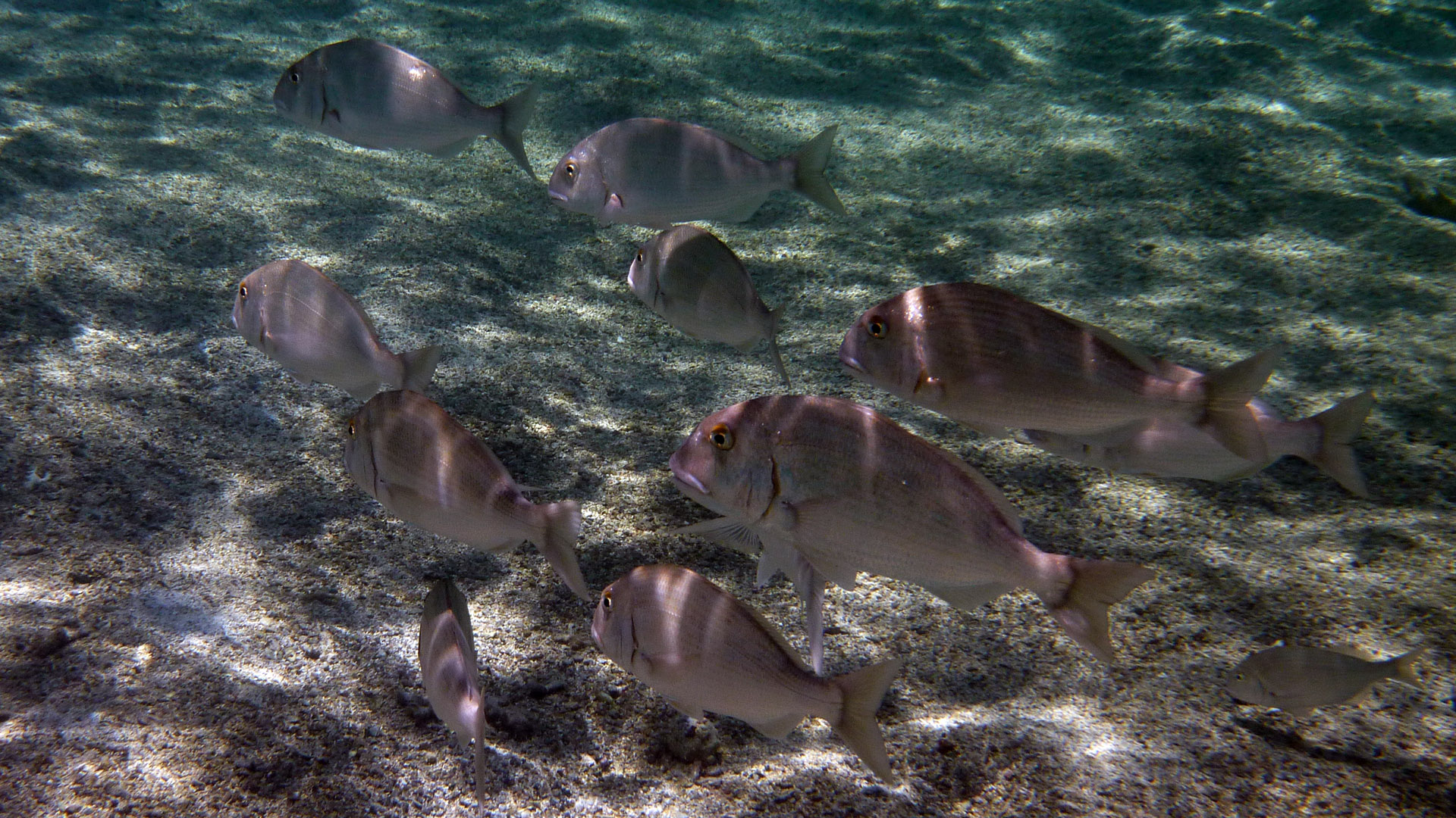 Schotafs Süßlippe - Minstrel Sweetlips - Plectorhinchus schotaf