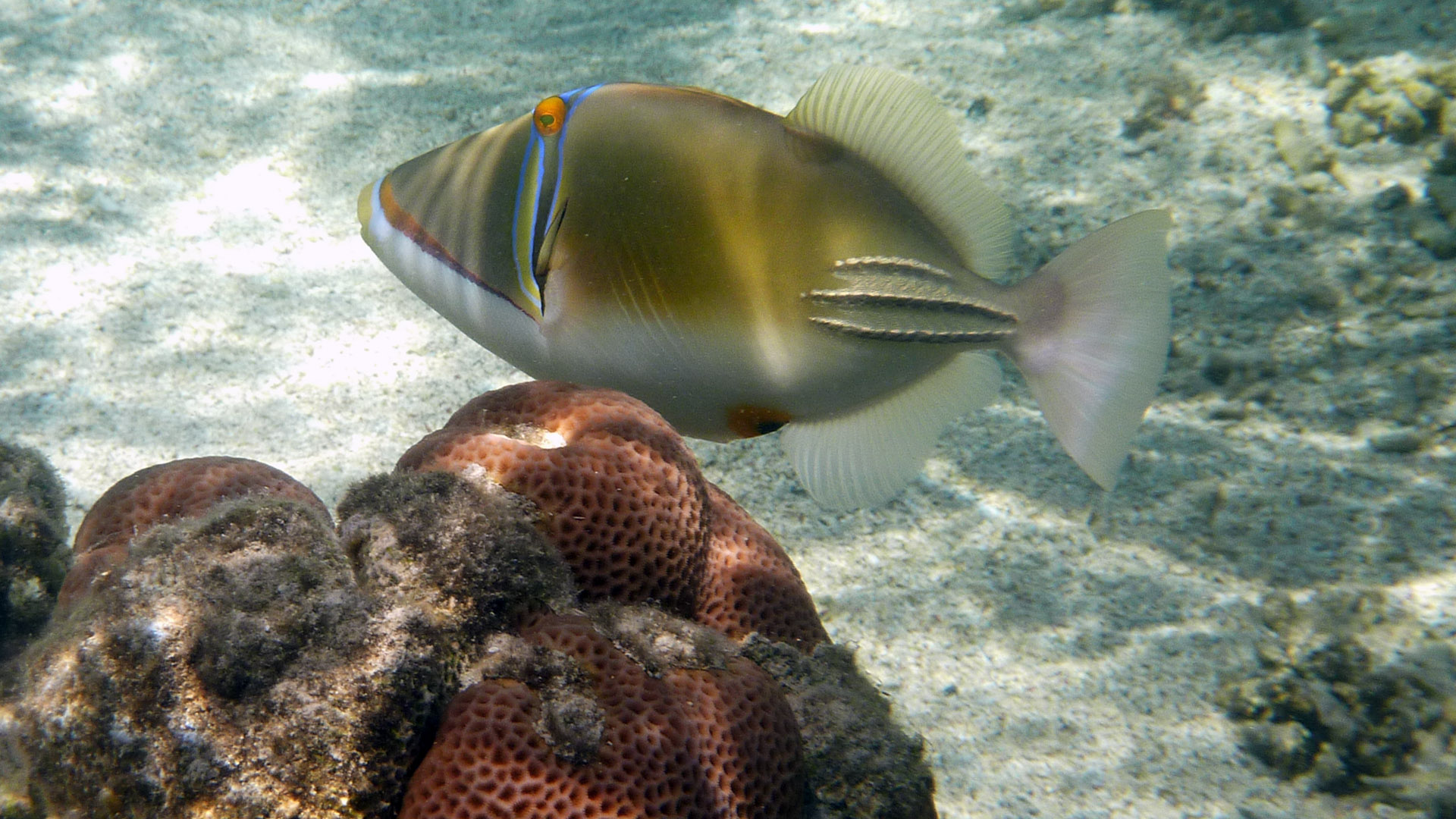 Arabischer Picassodrücker - Arabian Picasso Triggerfish - Rhinecanthus assasi