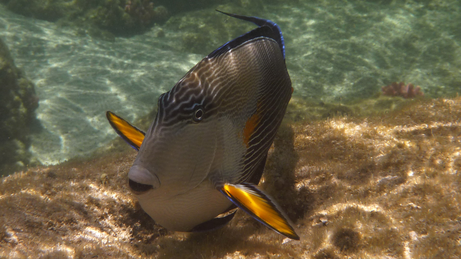 Arabischer Doktorfisch - Arabian Surgeonfish - Acanthurus sohal