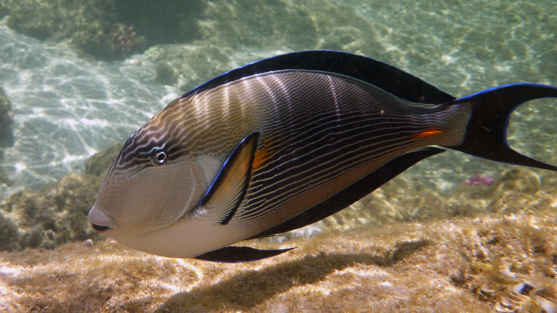 Arabischer Doktorfisch - Arabian Surgeonfish - Acanthurus sohal