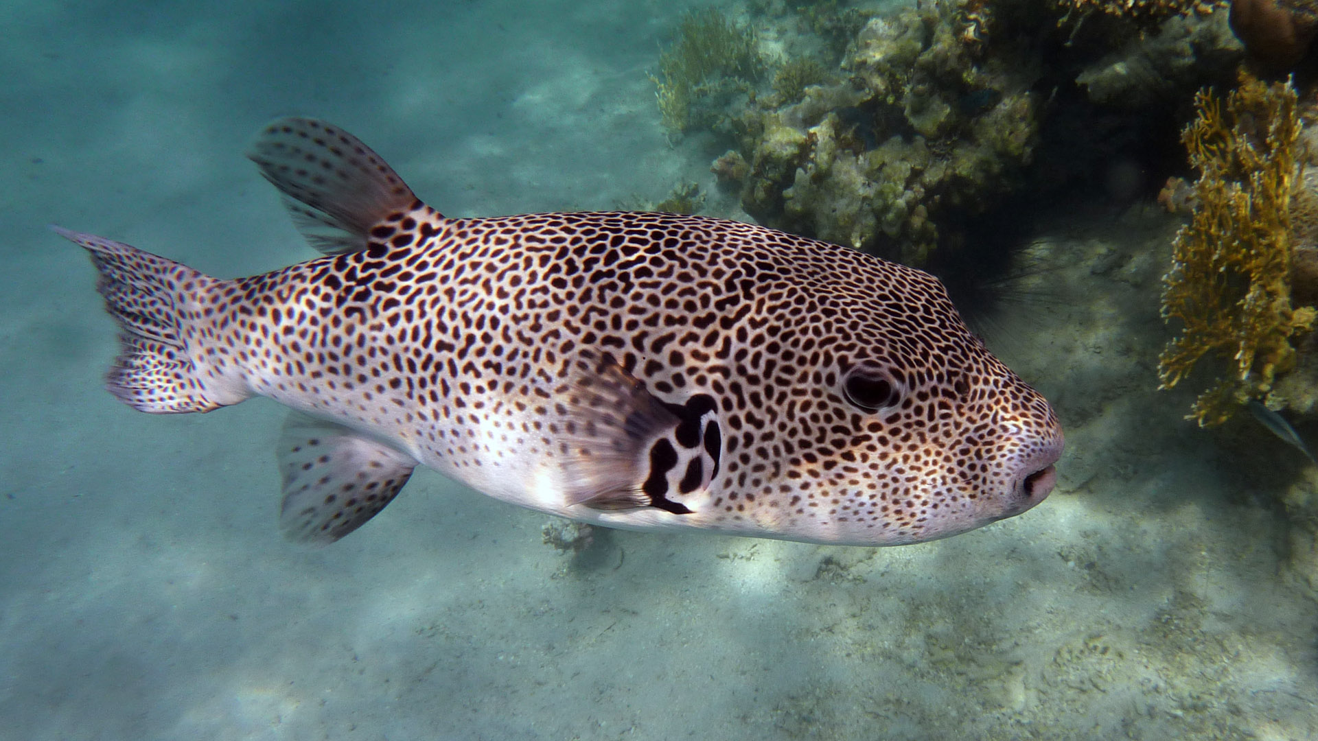 Riesenkugelfisch - Giant Puffer - Arothron stellatus