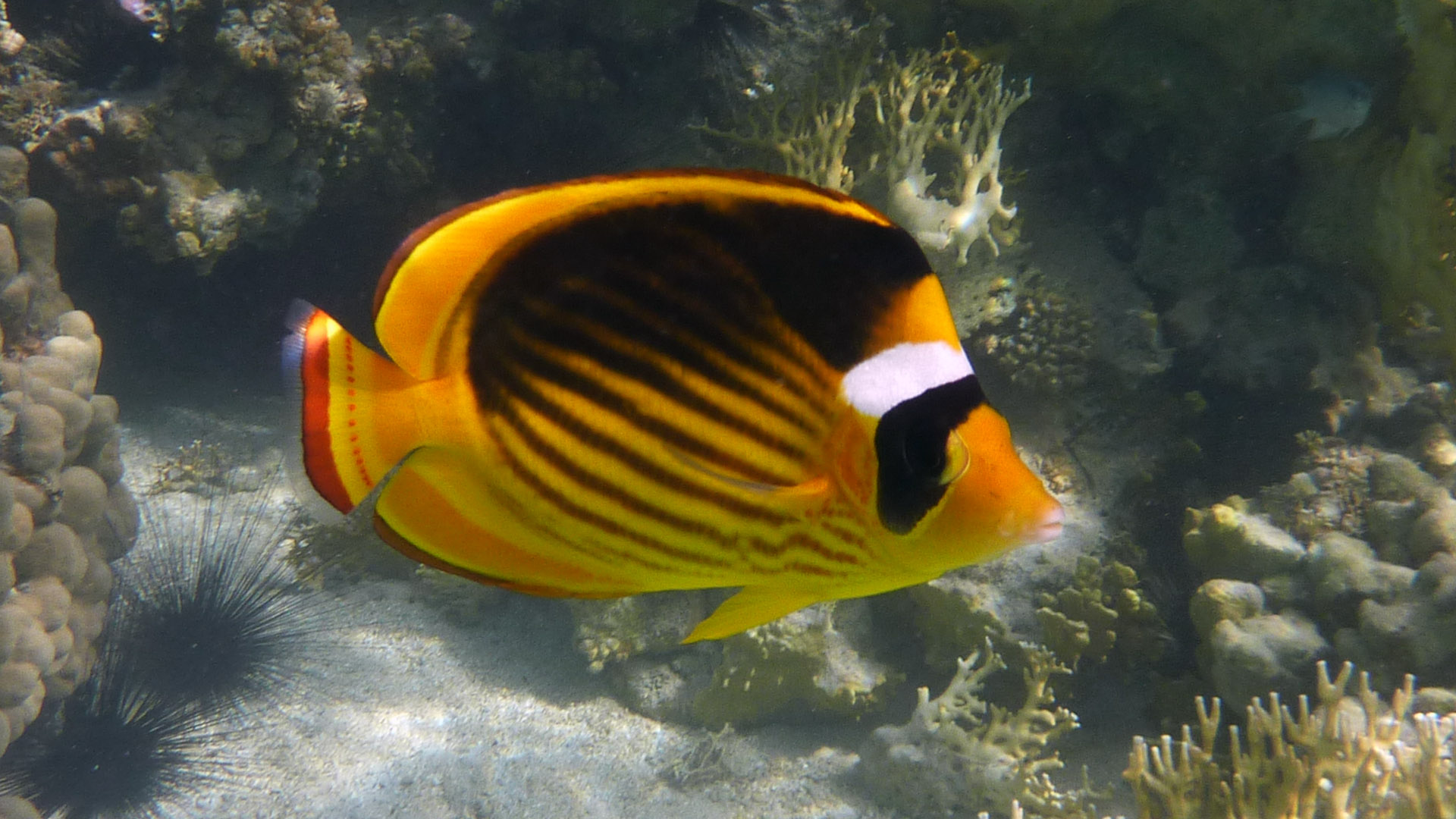 Tabak-Falterfisch - Striped Butterflyfish - Chaetodon fasciatus