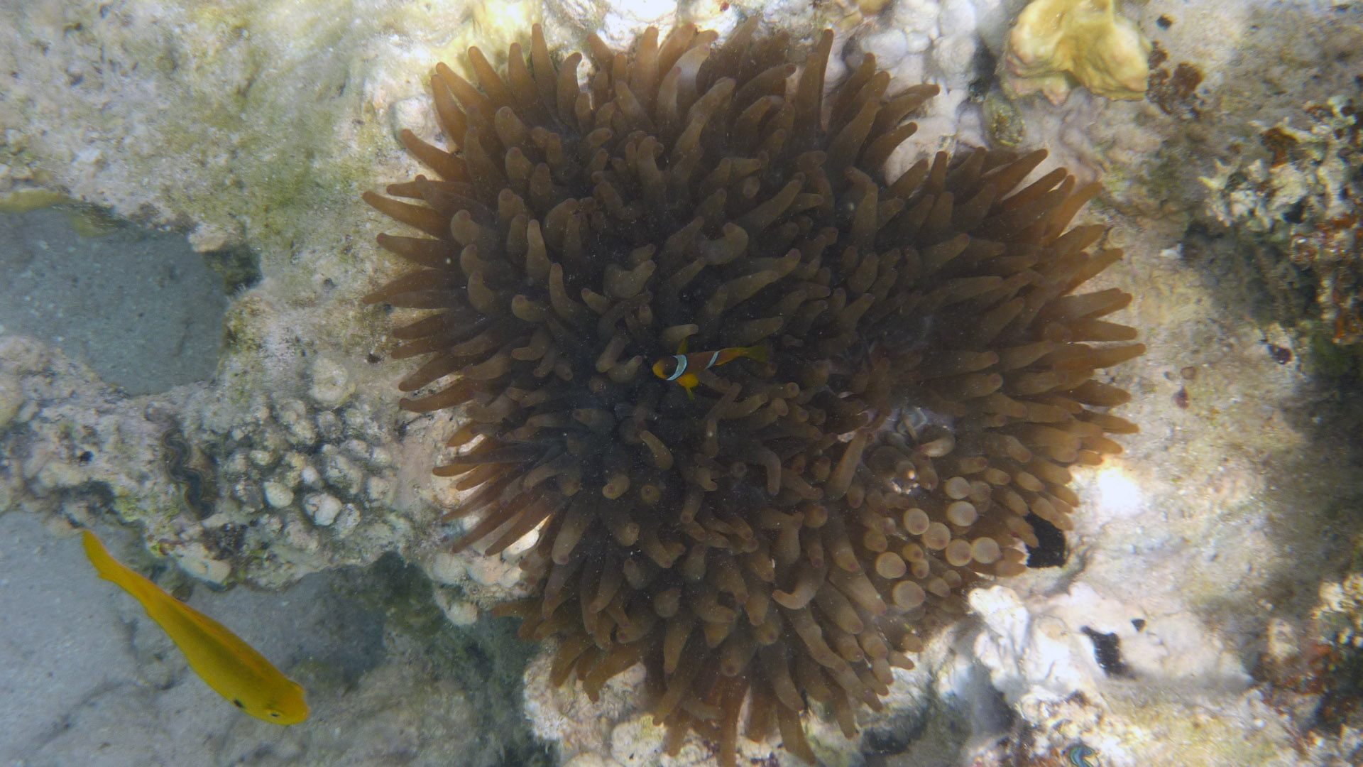 Rotmeer-Anemonenfisch - Red Sea Anemonefish - Amphiprion bicinctus