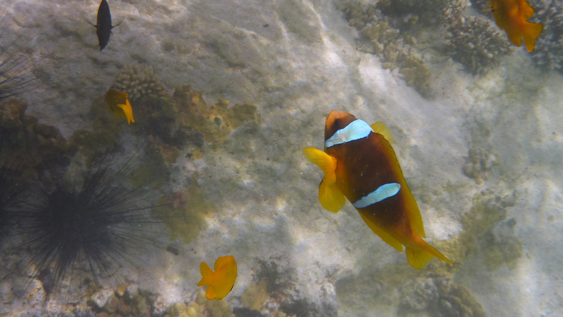 Rotmeer-Anemonenfisch - Red Sea Anemonefish - Amphiprion bicinctus