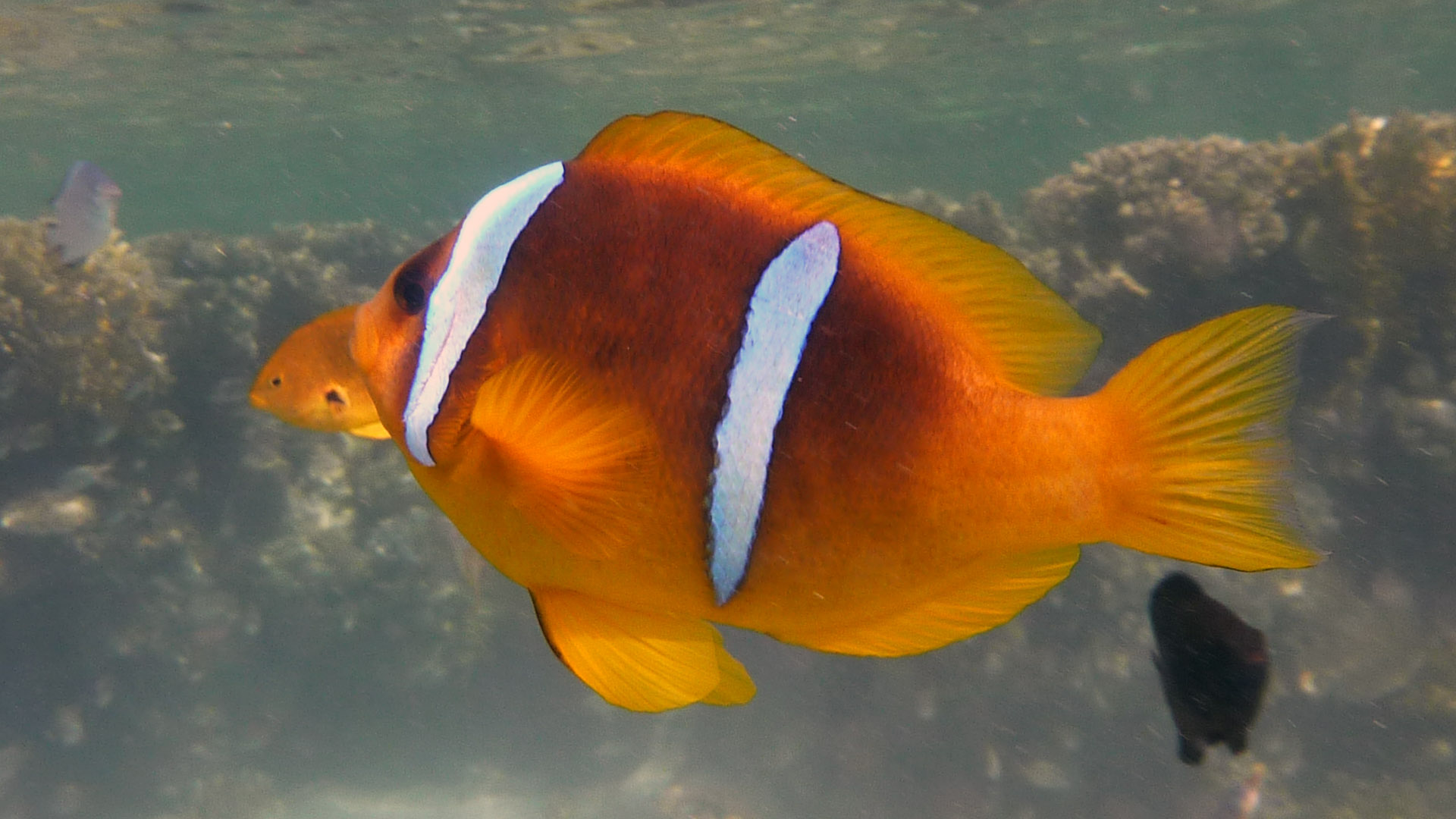 Rotmeer-Anemonenfisch - Red Sea Anemonefish - Amphiprion bicinctus