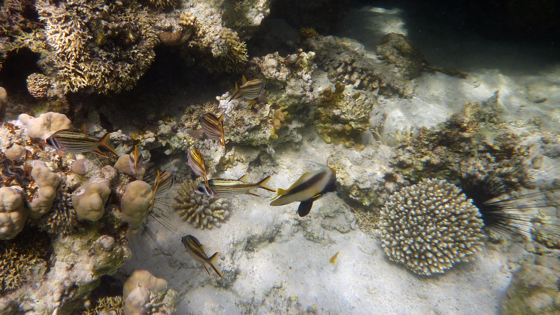 Blutfleck-Husaren - Bloodspot squirrelfish - Neoniphon sammara