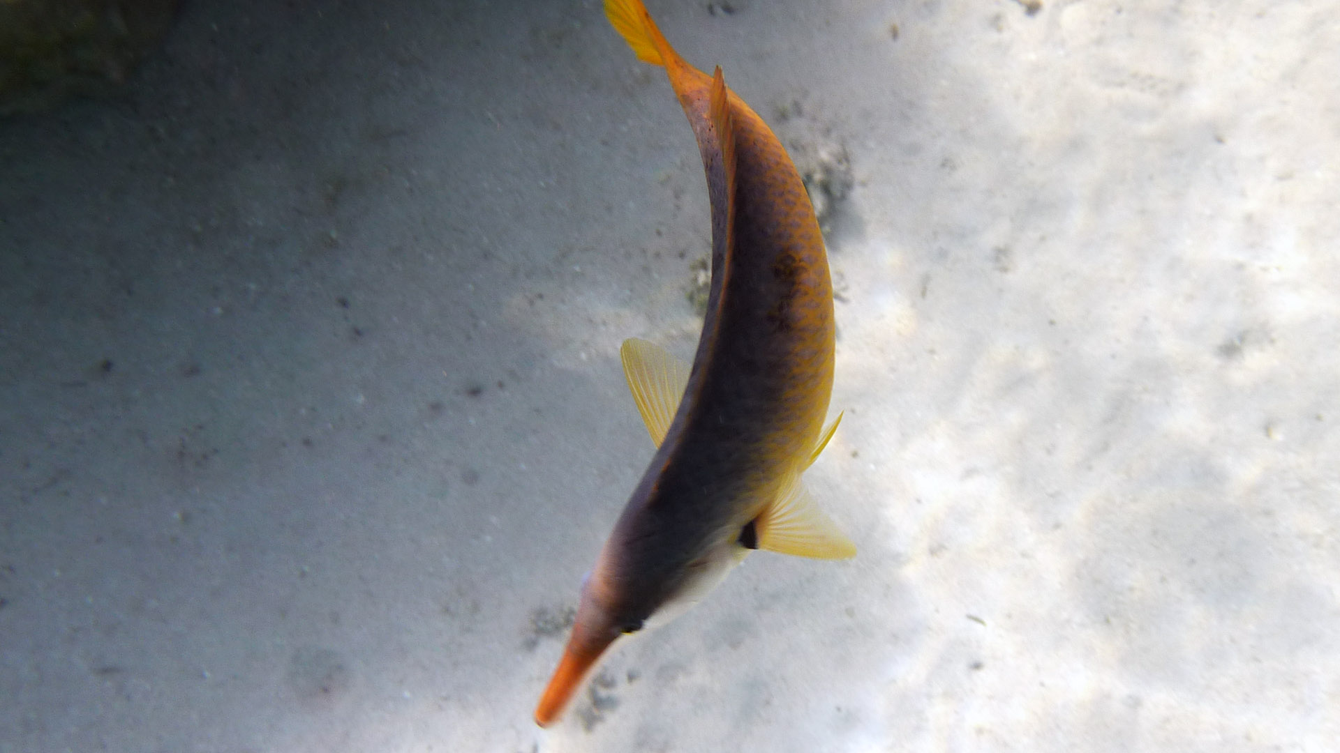 Vogel-Lippfish - Bird Wrasse - Gomphosus klunzingeri