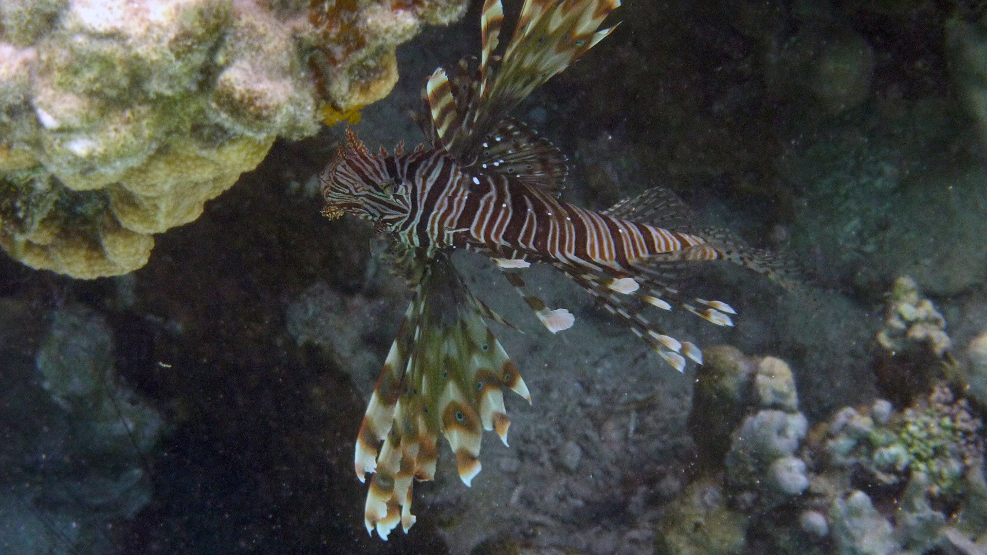 Indischer Rotfeuerfisch - Indian lionfish - Pterois miles